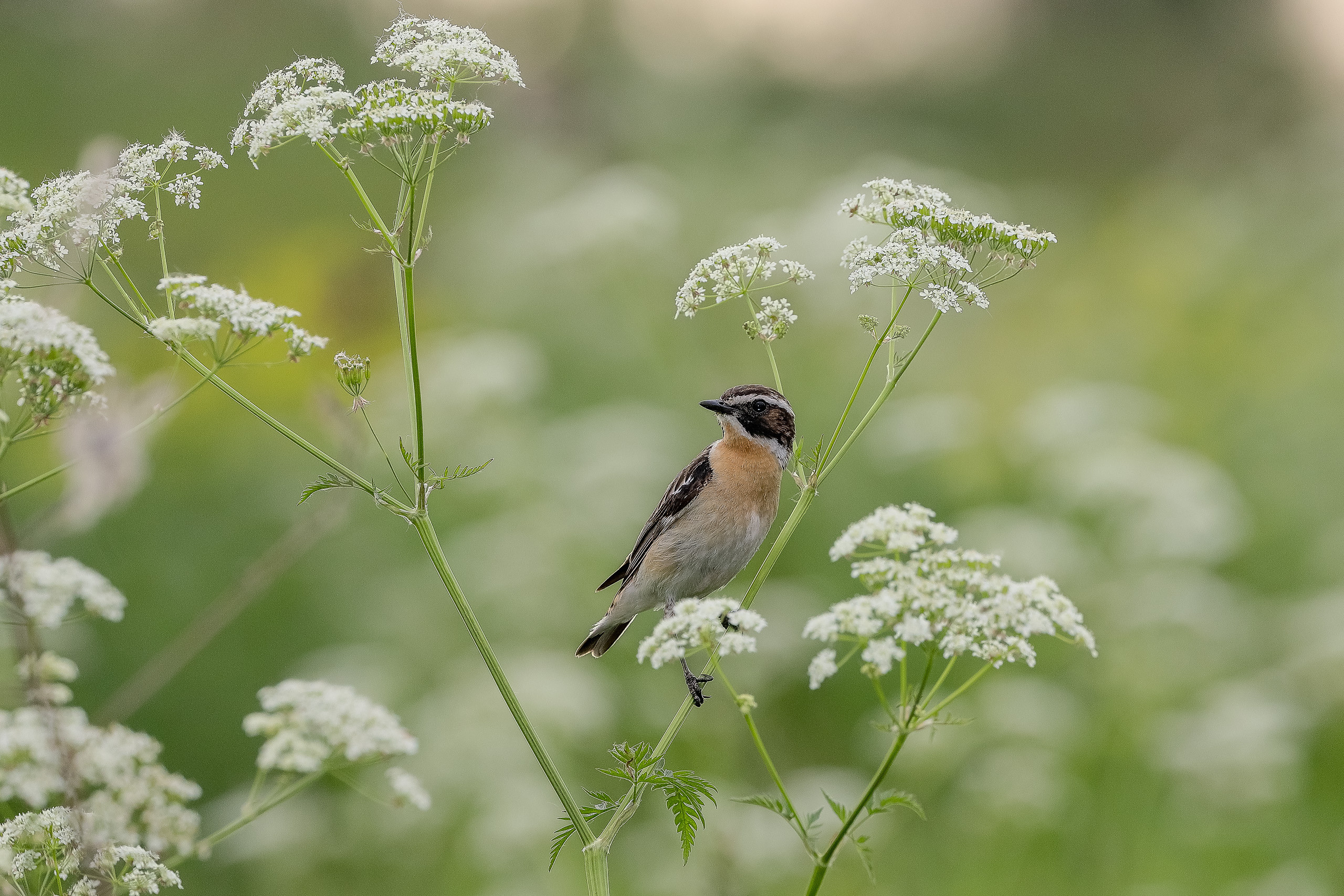 Луговой чекан птица