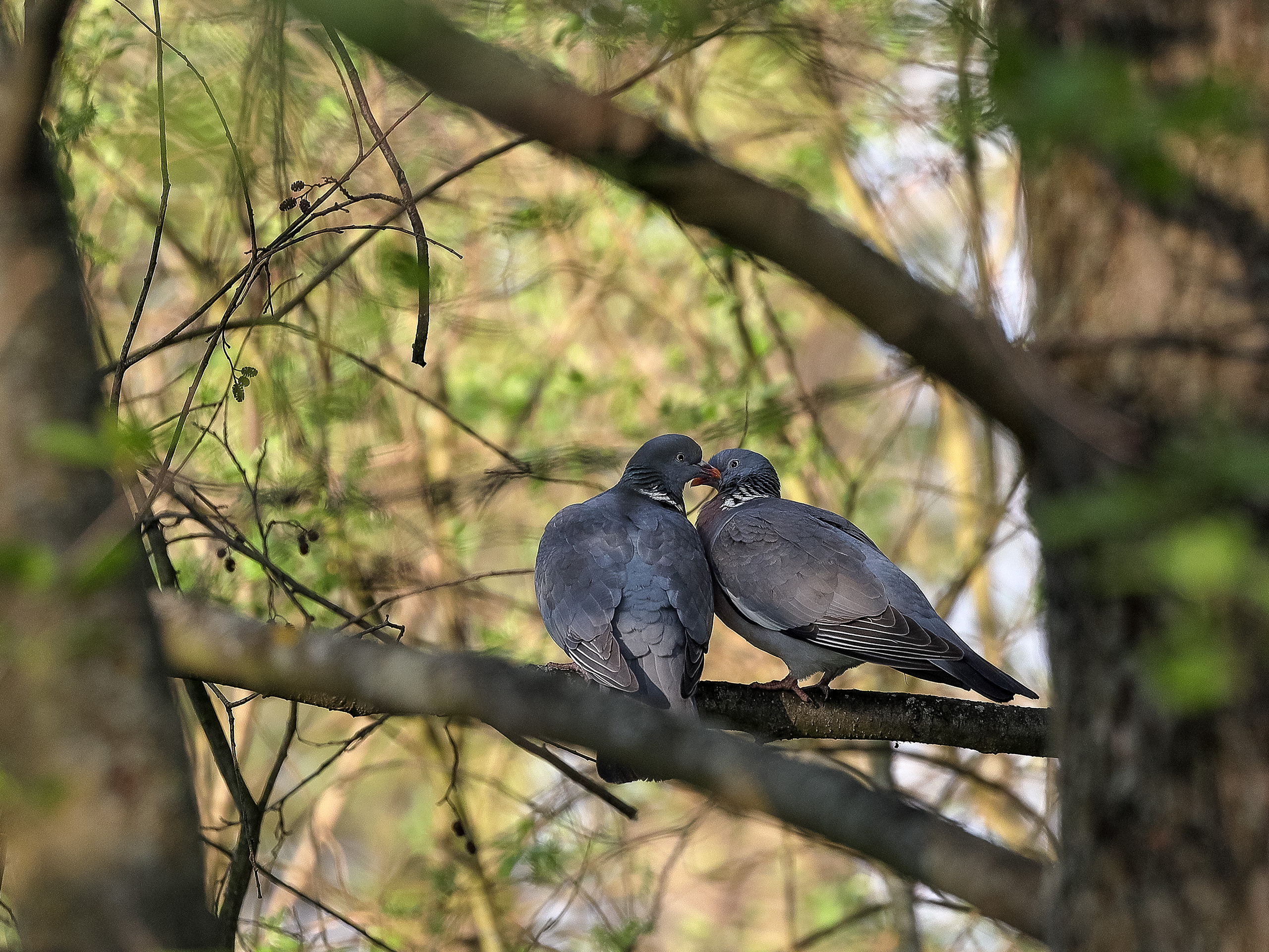 Целующиеся вяхири