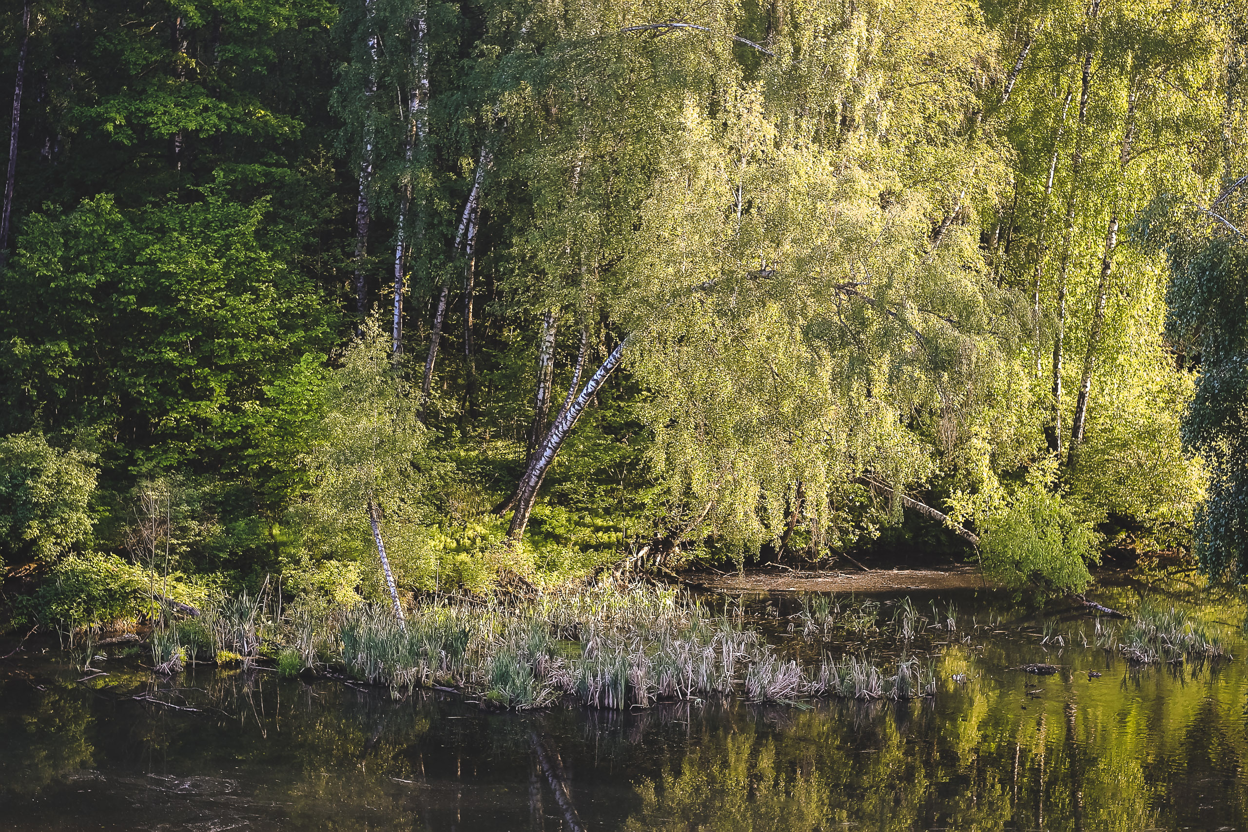 Склонилась над рекой береза