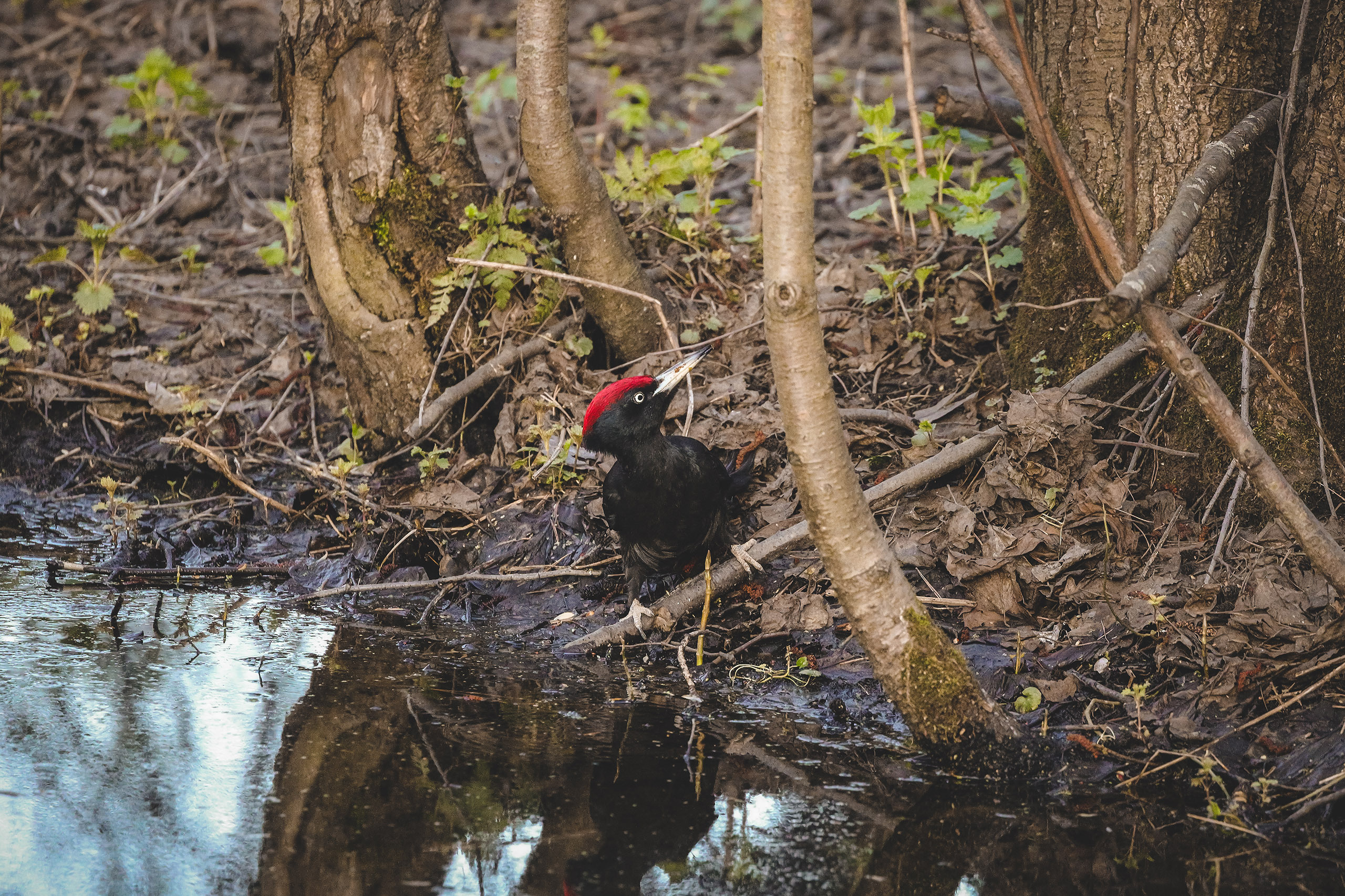 Момент как черный дятел пьет воду из ручья