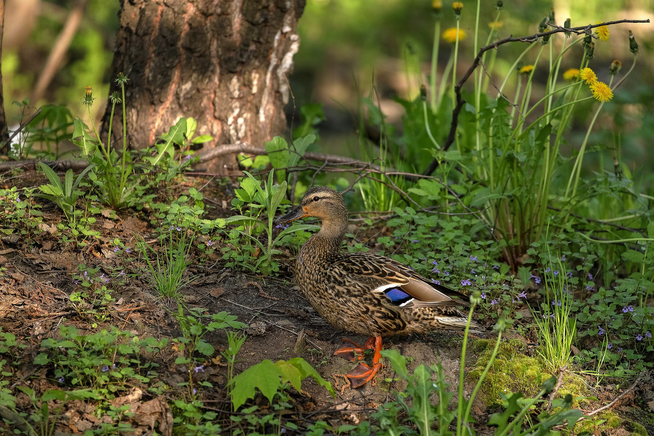 Утка кряква на берегу