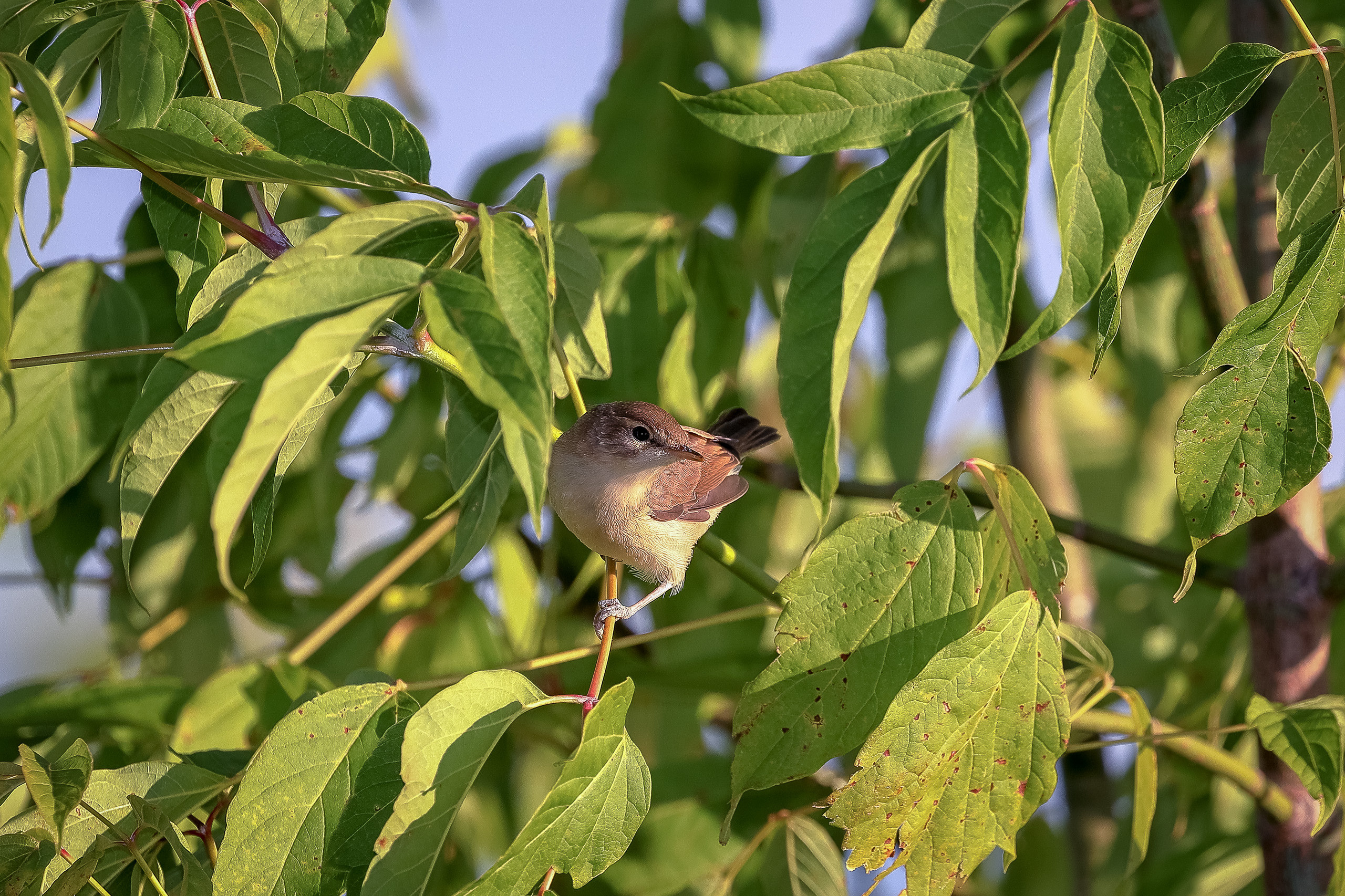 Камышовка в ветвях дерева