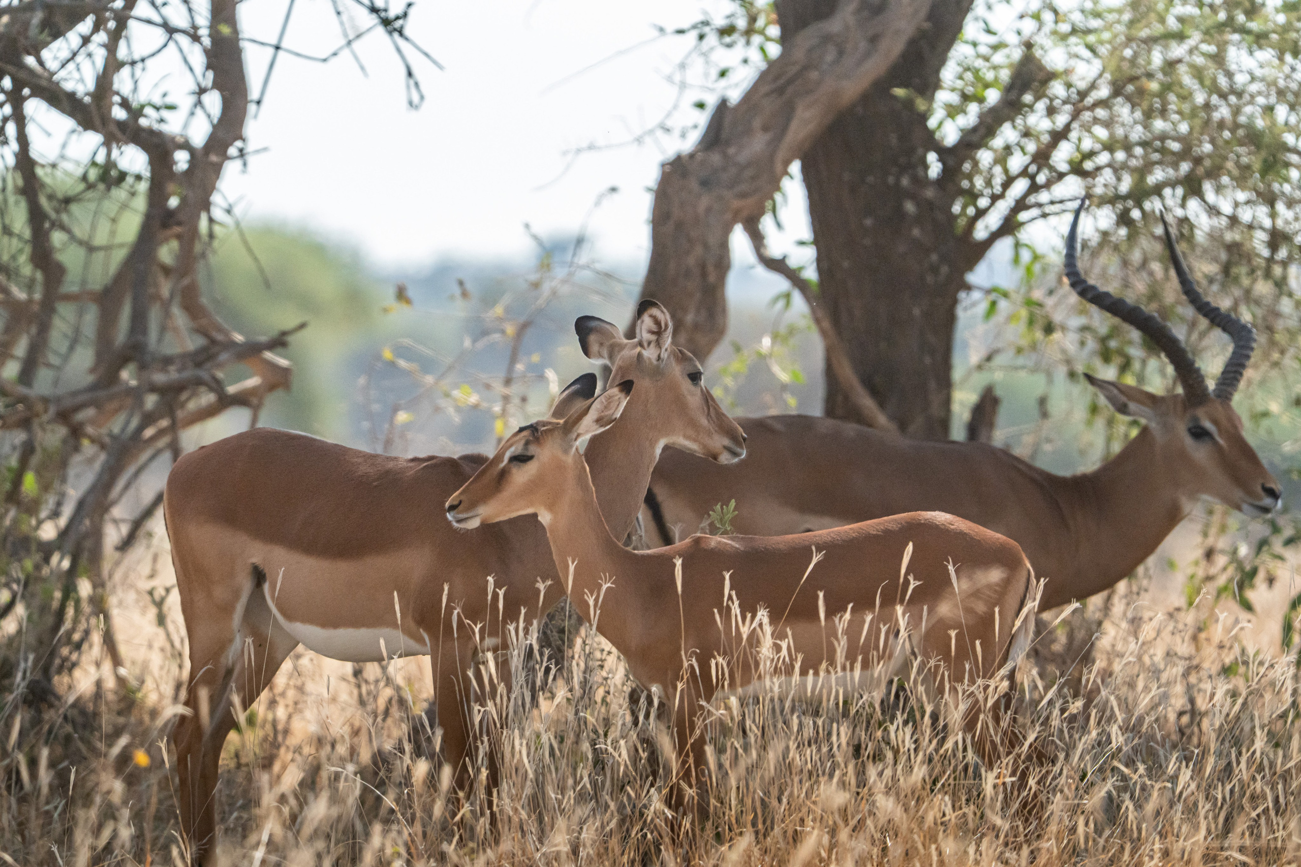 Танзания, сафари, 2025. Творческие сьемки