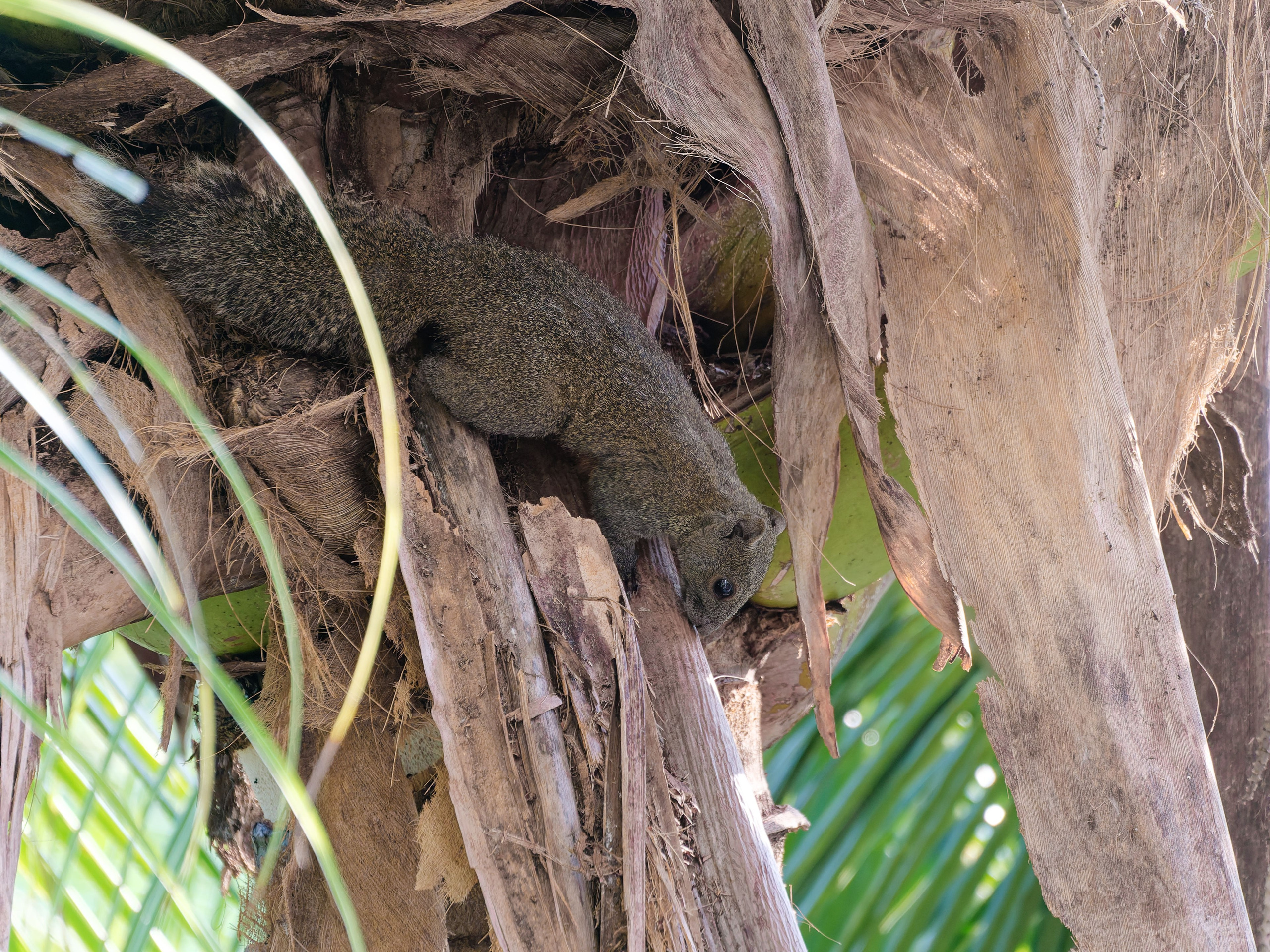 Хайнань 2026, белки. Фотопрогулки по Миру