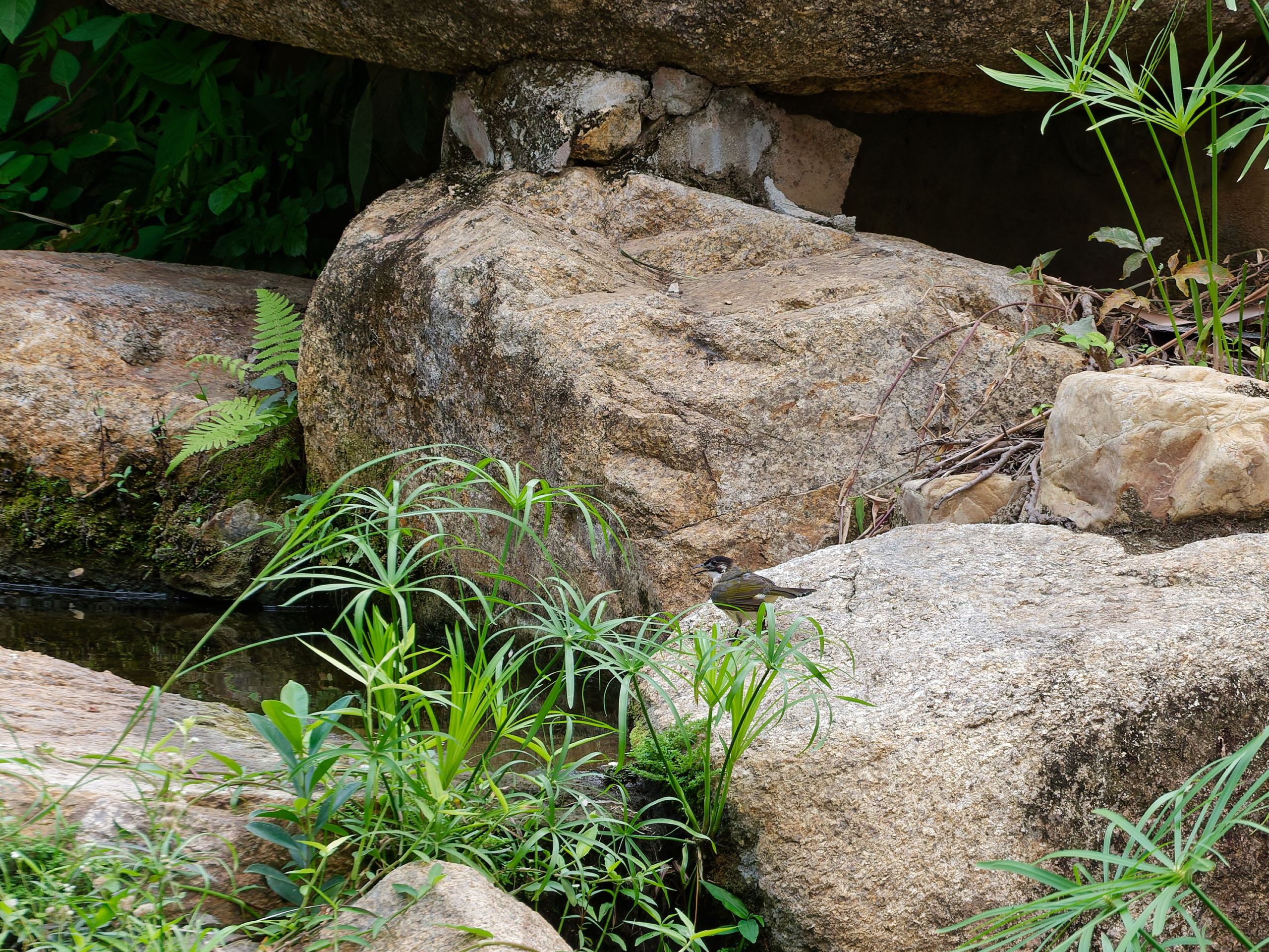 Хайнань 2026, птицы острова. Фотопрогулки по Миру