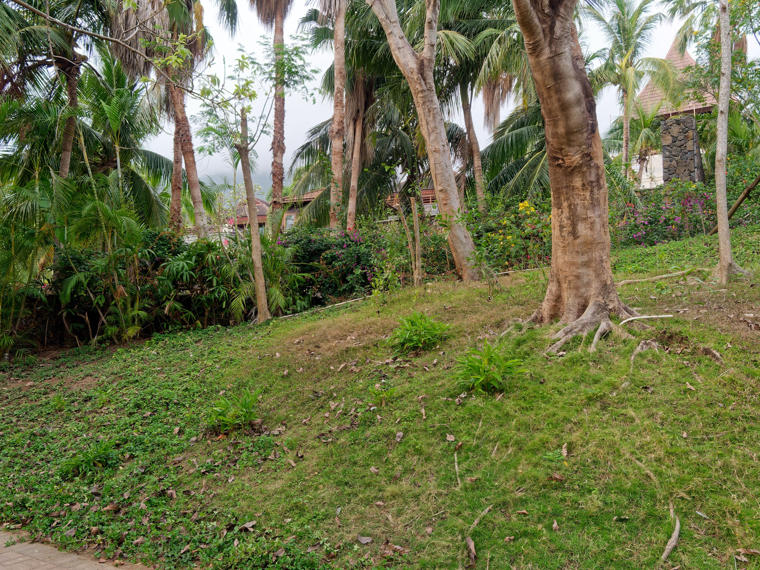 Хайнань 2026, флора, цветы и деревья. Фотопрогулки по Миру