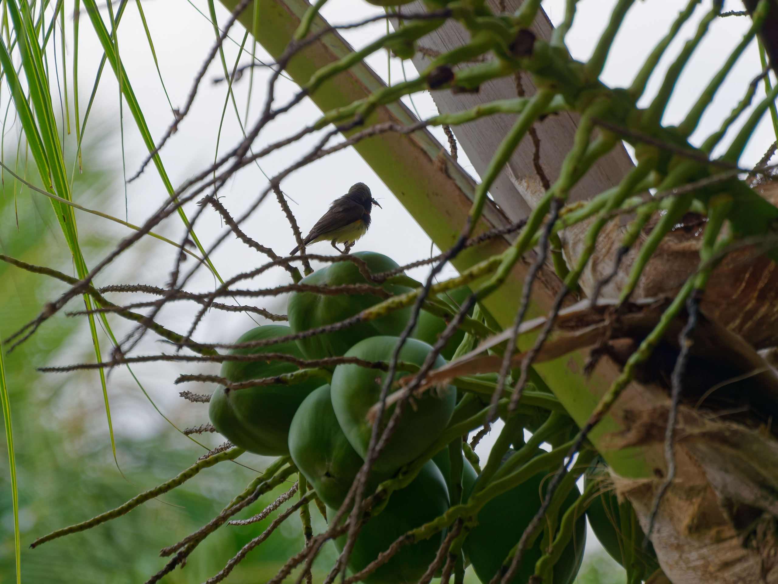 Хайнань 2026, птицы острова. Фотопрогулки по Миру