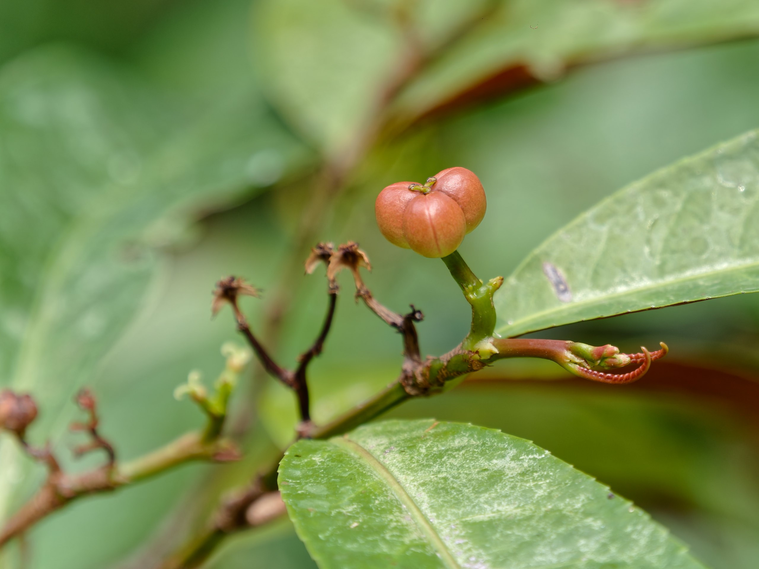 Хайнань 2026, флора, цветы и деревья. Фотопрогулки по Миру