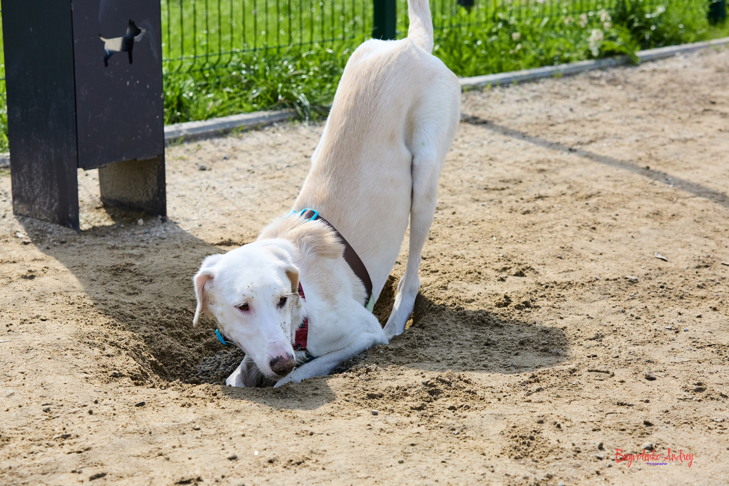 Проект фотопрогулка с хвостиком. Buyvolenko Andrey