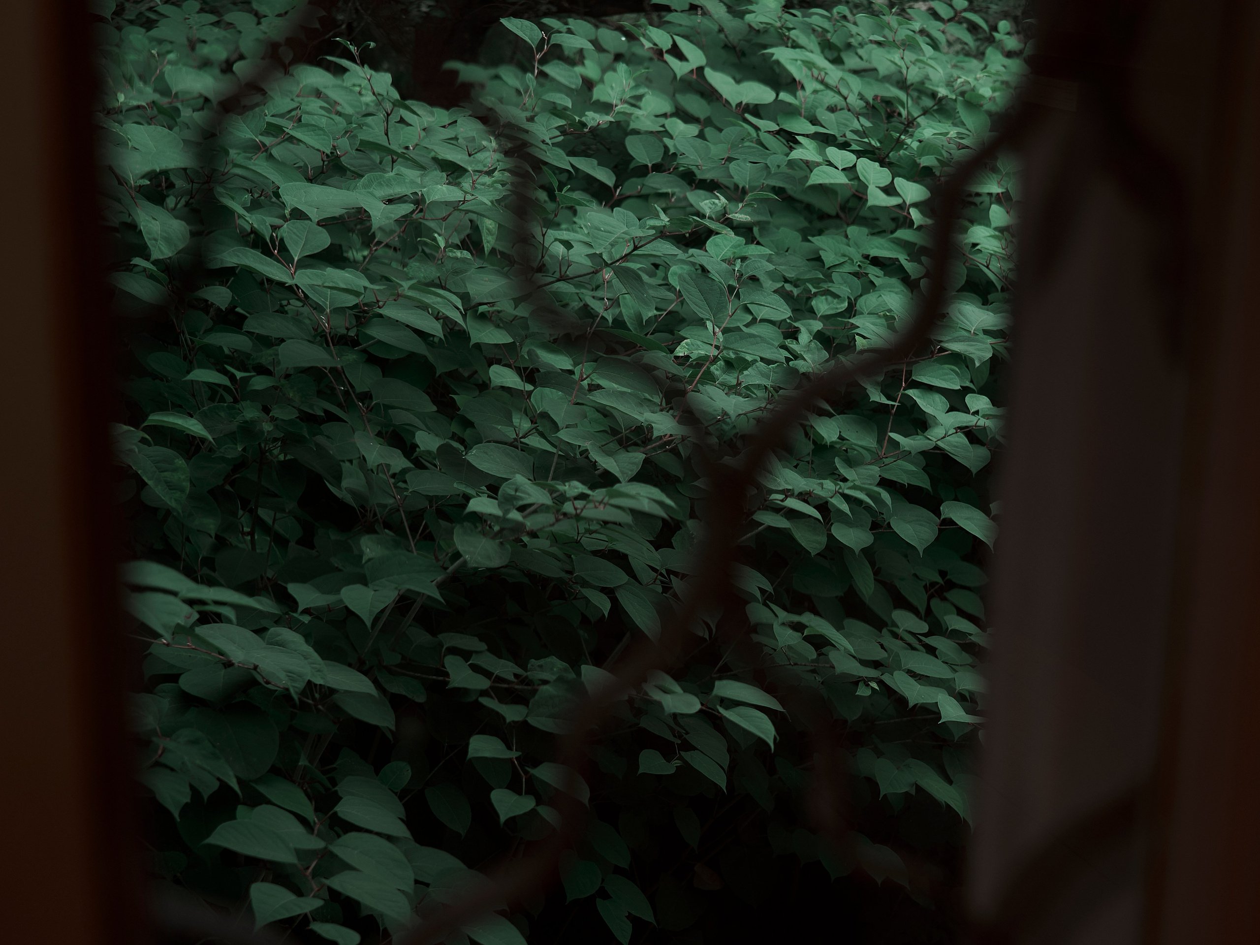 Street. Портретный фотограф в Москве