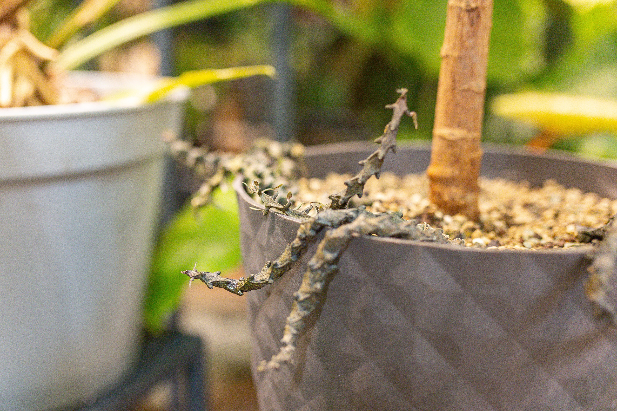 Green rare июнь 2025. Александра Куликова фотограф, Москва