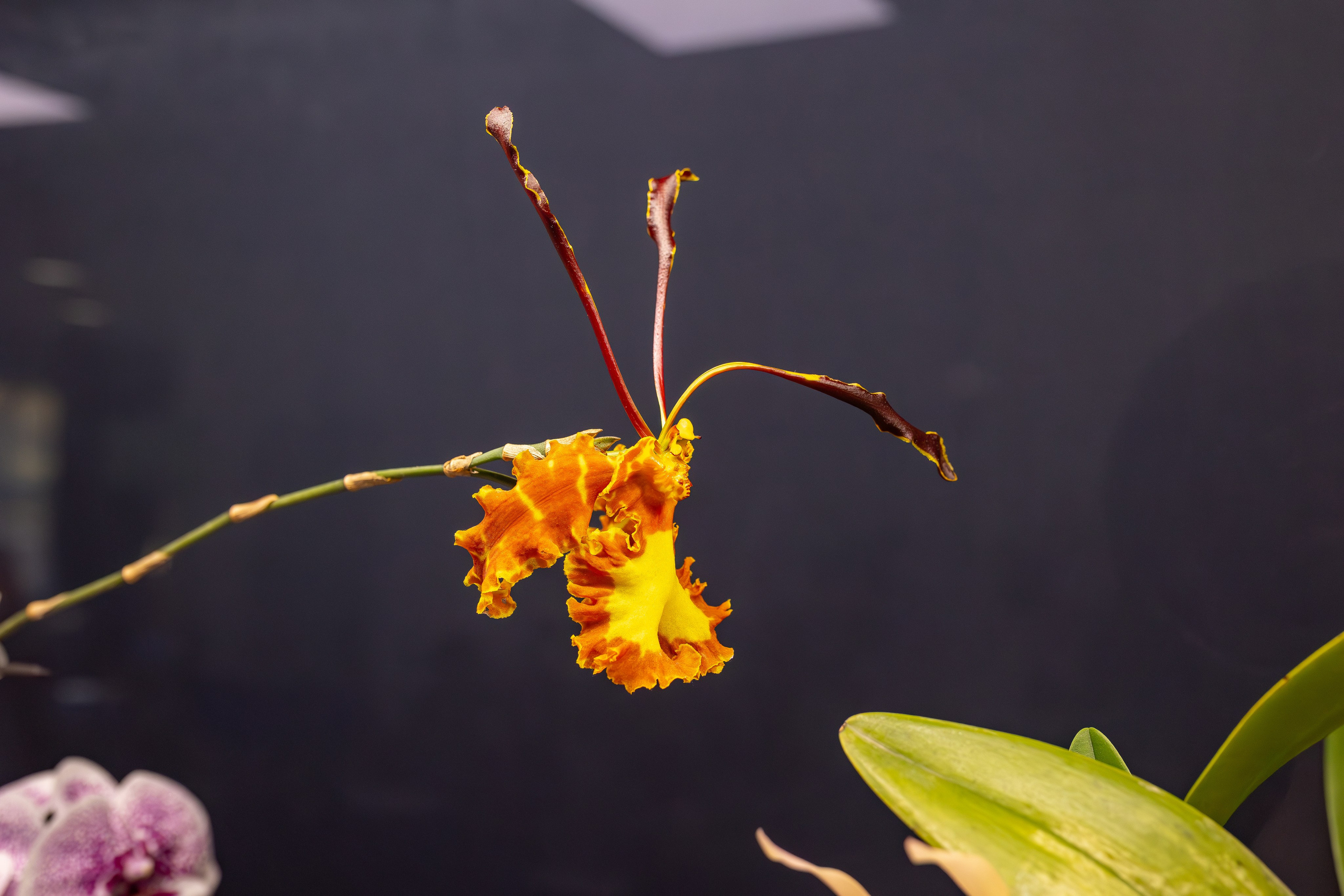 Орхидиум сентябрь 2025. Александра Куликова фотограф, Москва