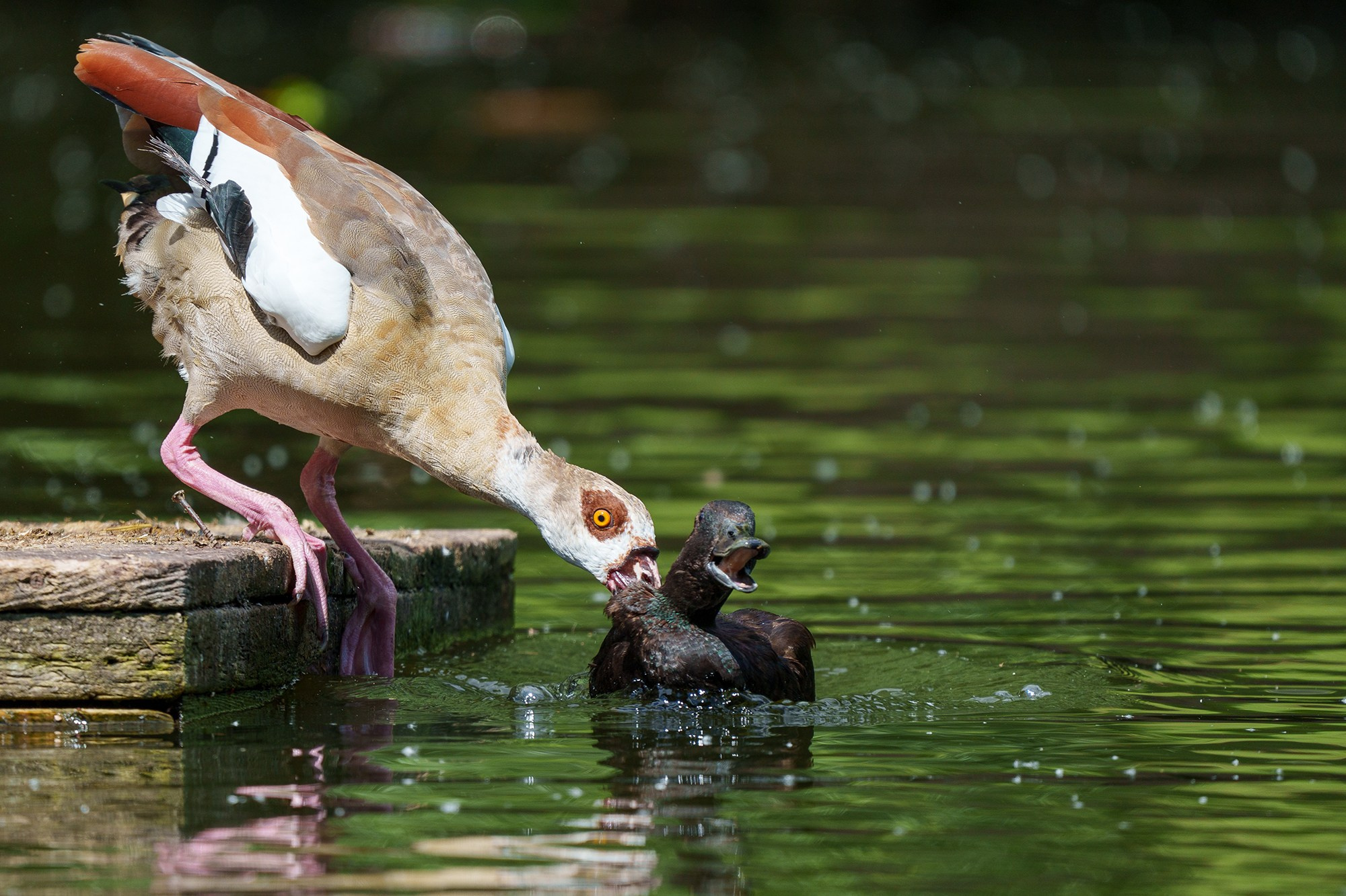 Удивительные мир птиц. Вокруг нас столько прекрасного — присмотритесь!. Ваш личный фотограф Марина Волкова