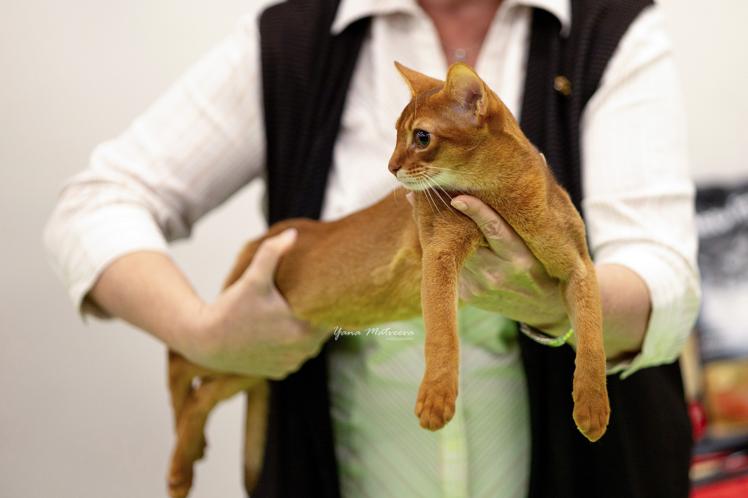 Кошки. Фотограф Яна Матвеева в Ижевске