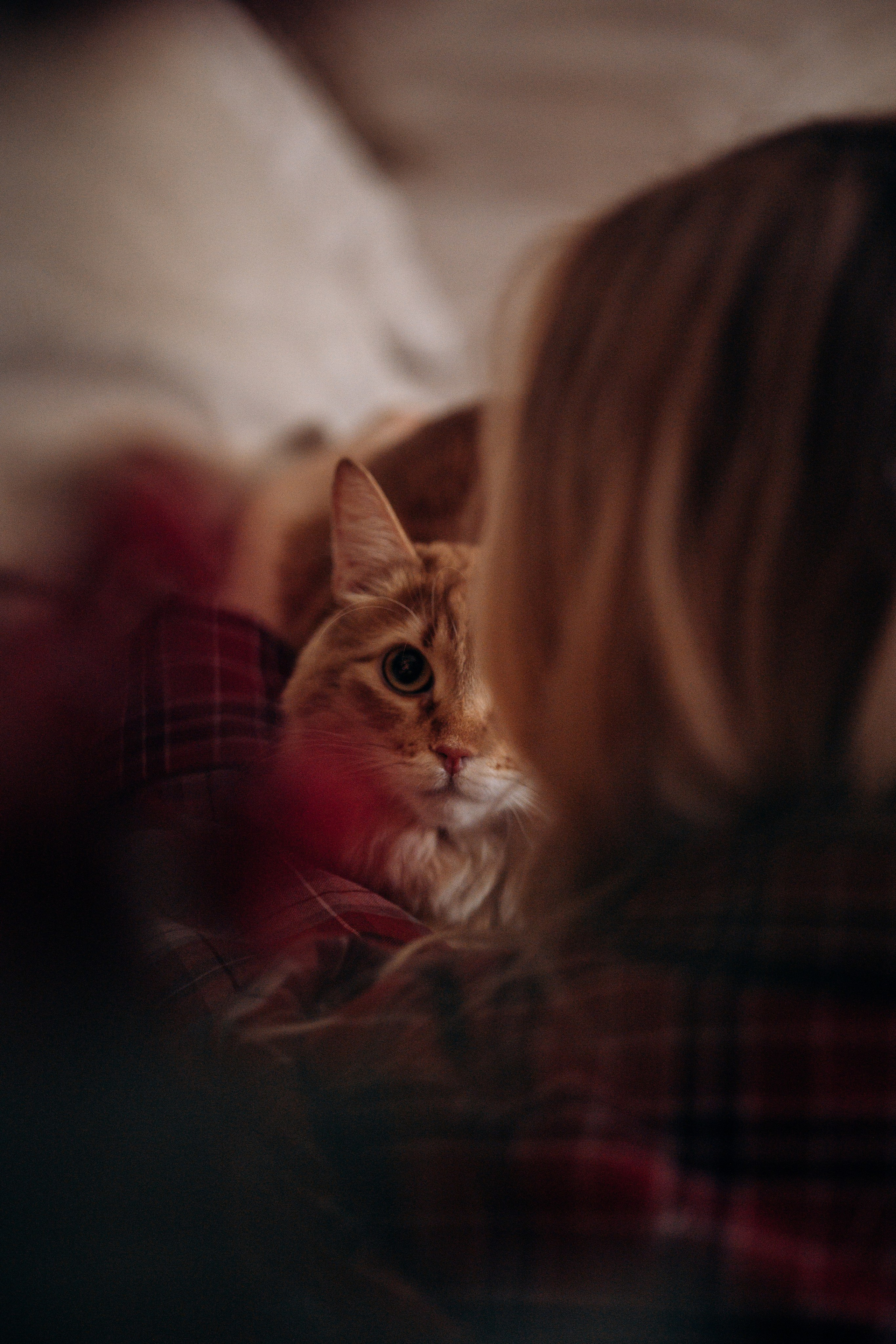 Эля и Франц. Фотограф — Анималист | Санкт-Петербург