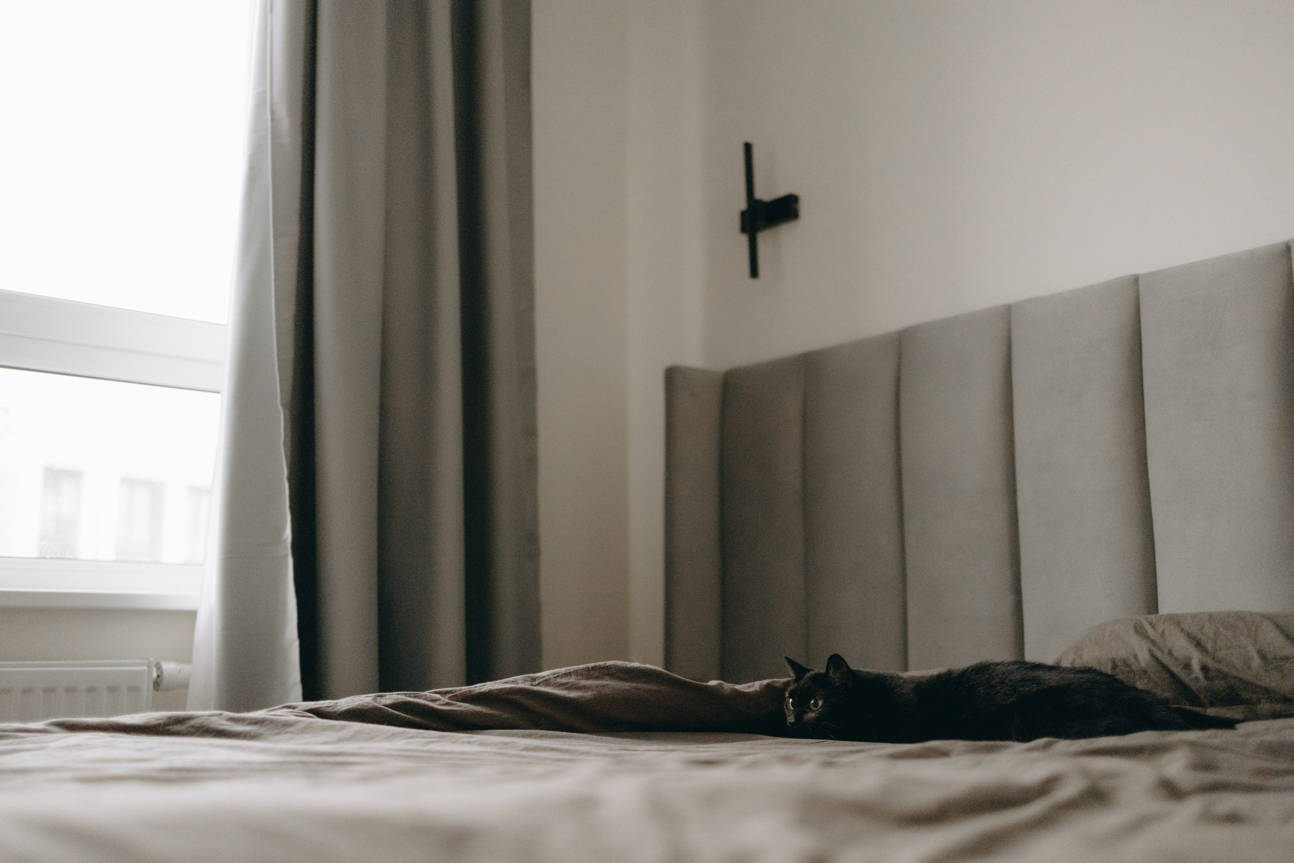 Настя, Никита и их Гром и Мяу. Фотограф — Анималист | Санкт-Петербург