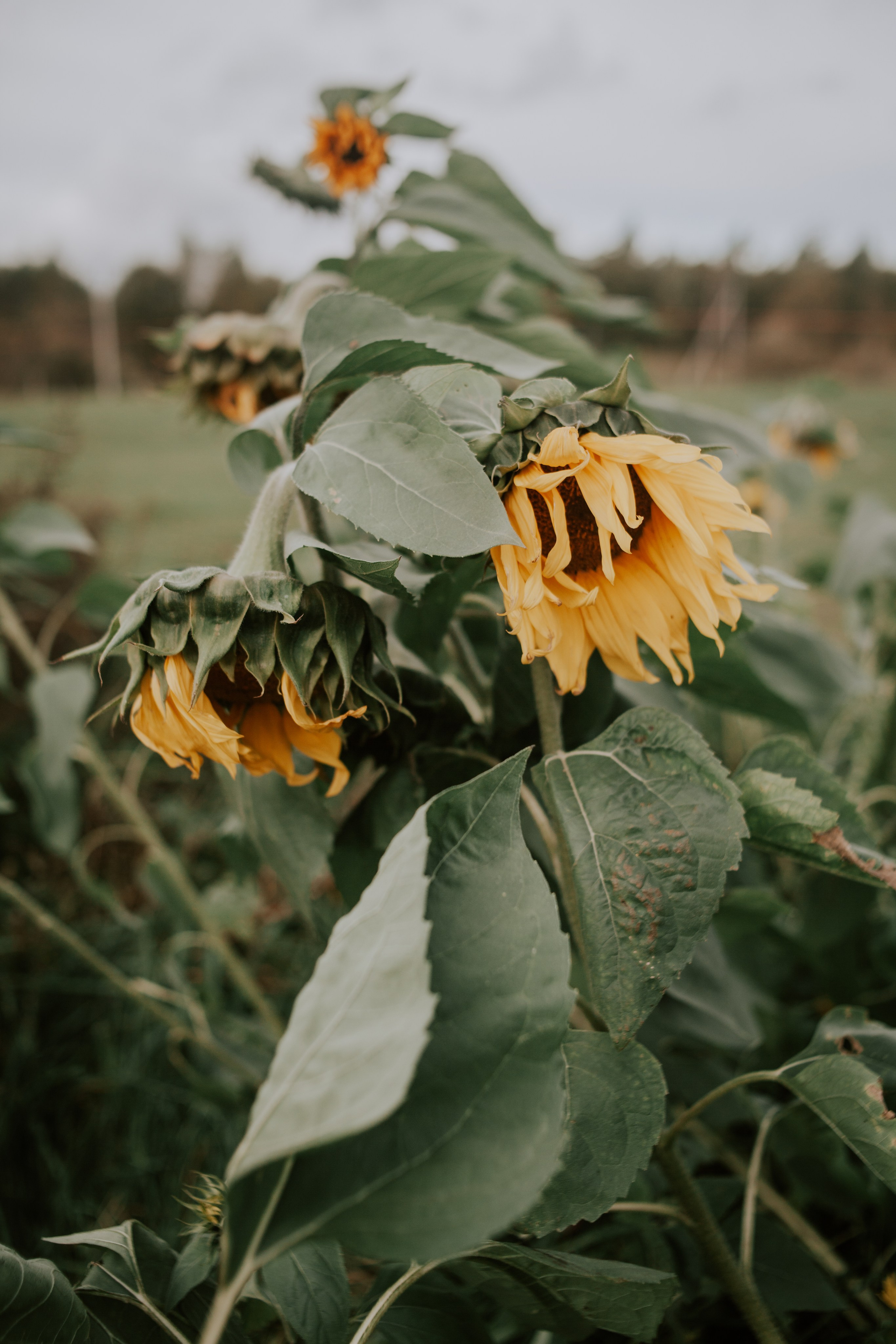 Наташа. Семейный фотограф во Всеволожске и Санкт-Петербурге Юлия Капустина