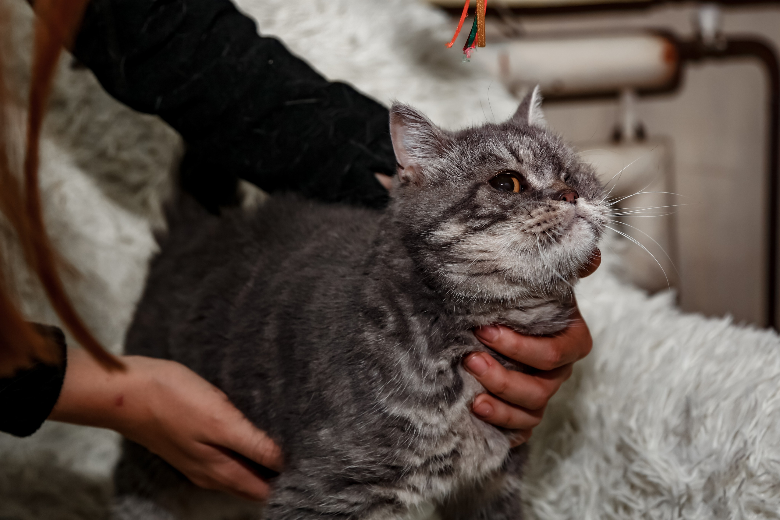 Приют Кошкин Дом Филимоша. Ваш фотограф в Оренбурге Рощупкина Екатерина