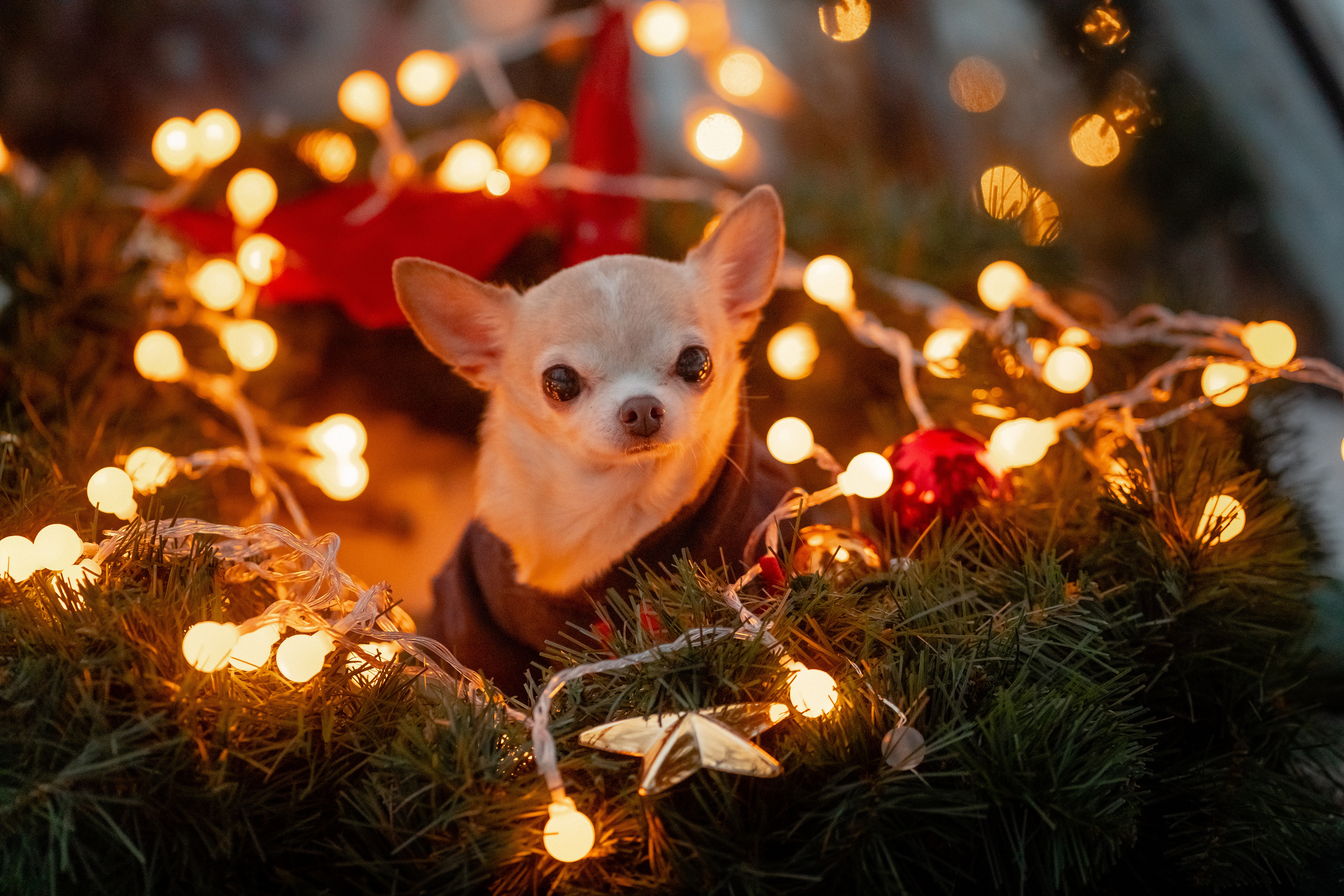 Новогоднее шале в подмосковье. Семейный и свадебный фотограф в Москве Нина Гусева