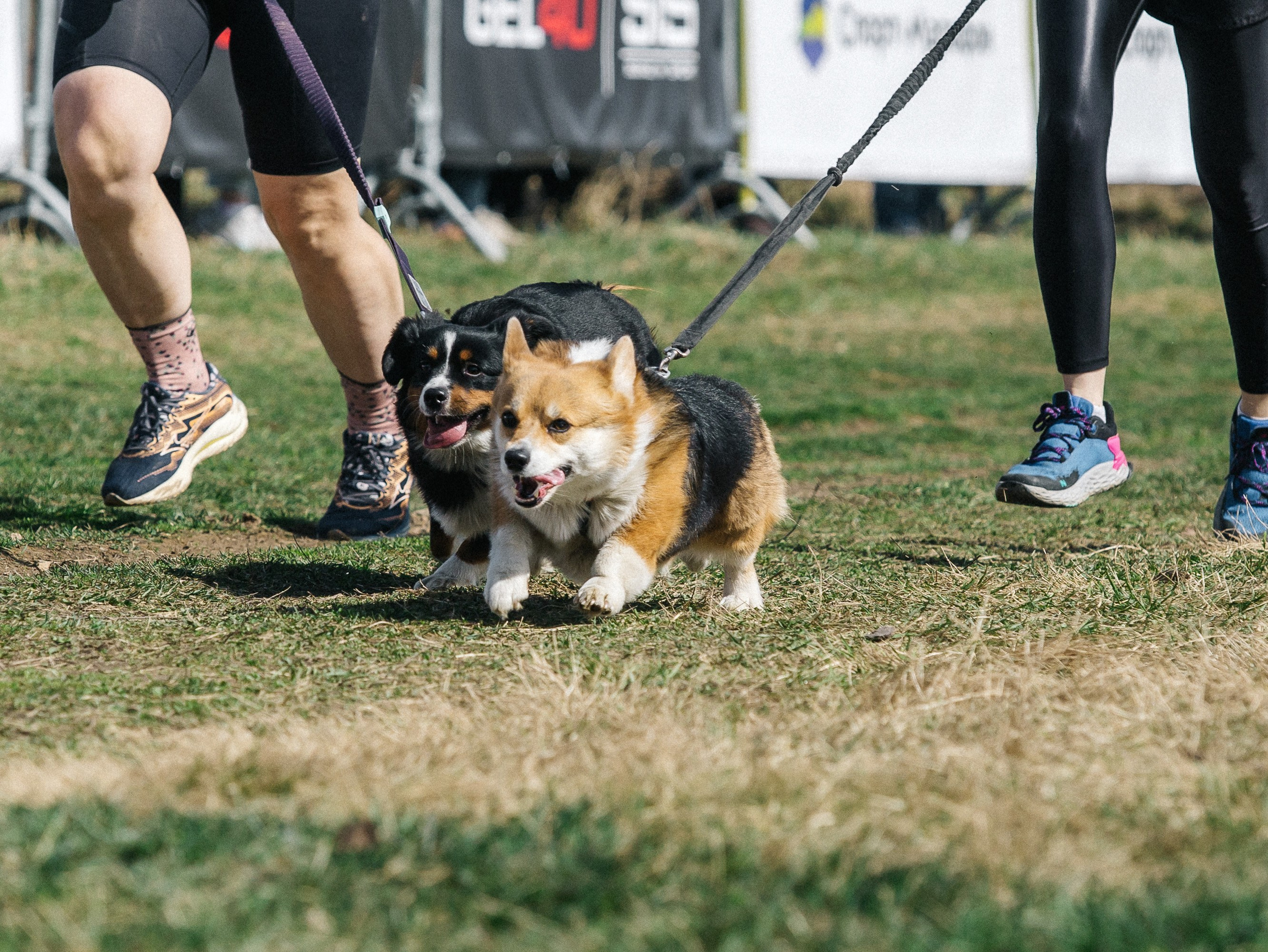 Кросс «Быстрый пёс» 2025. Репортажный фотограф в Москве