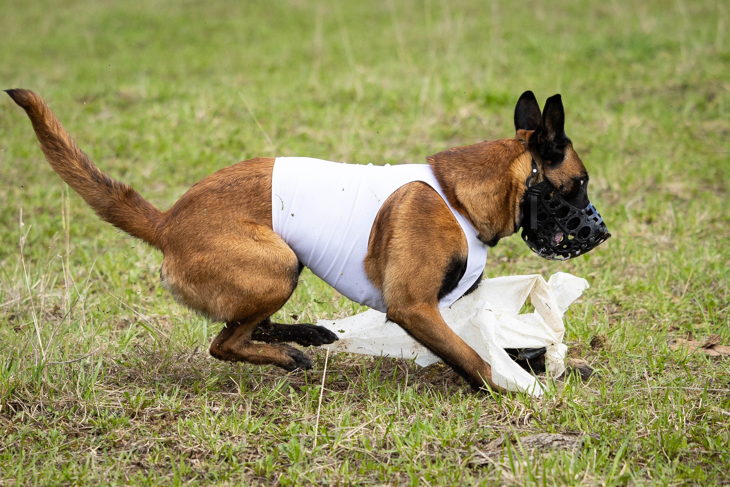 Курсинг. Фотограф Анималист в Перми Анастасия Остерман
