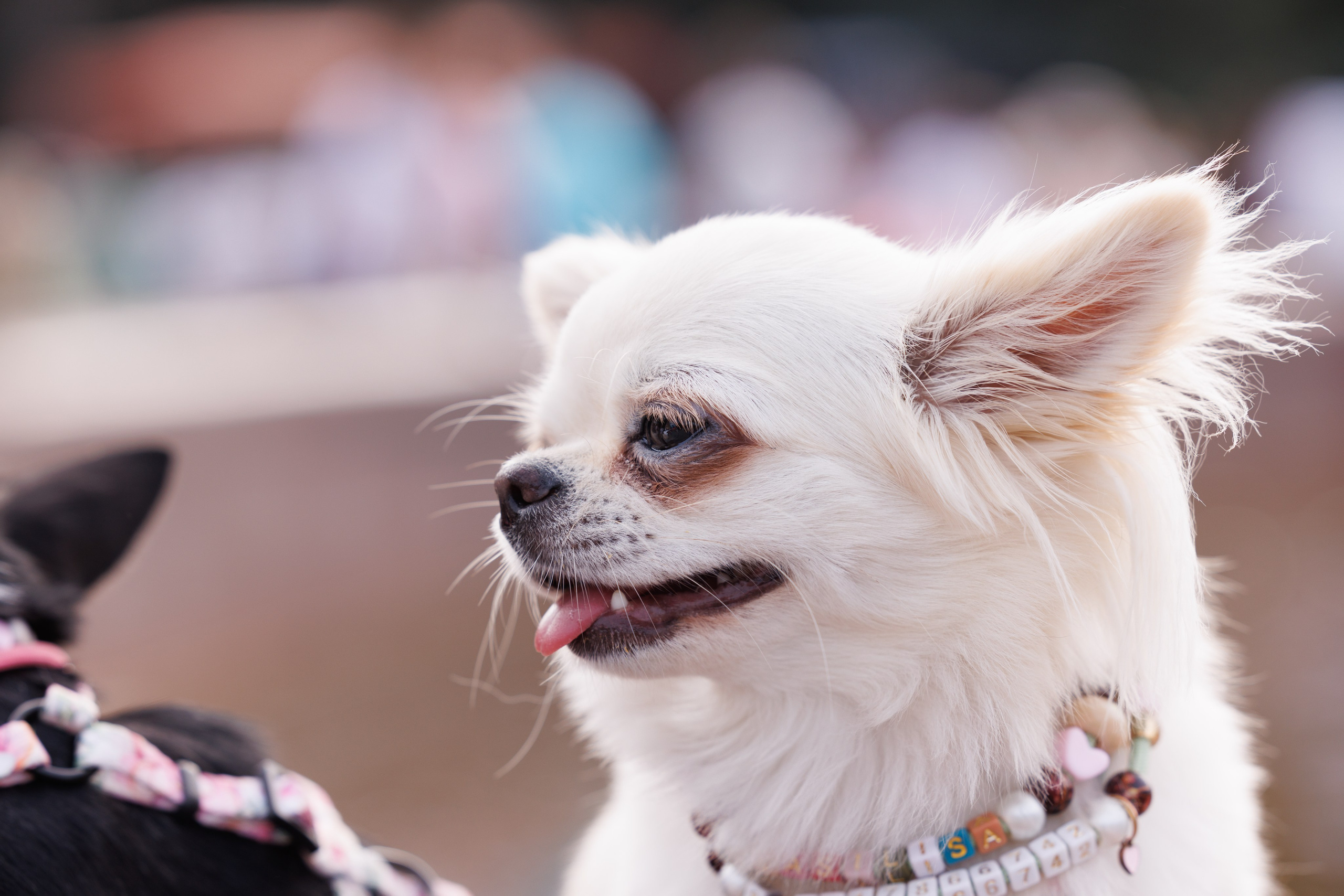 PetShopDays2026. Фотограф Александр Заломаев