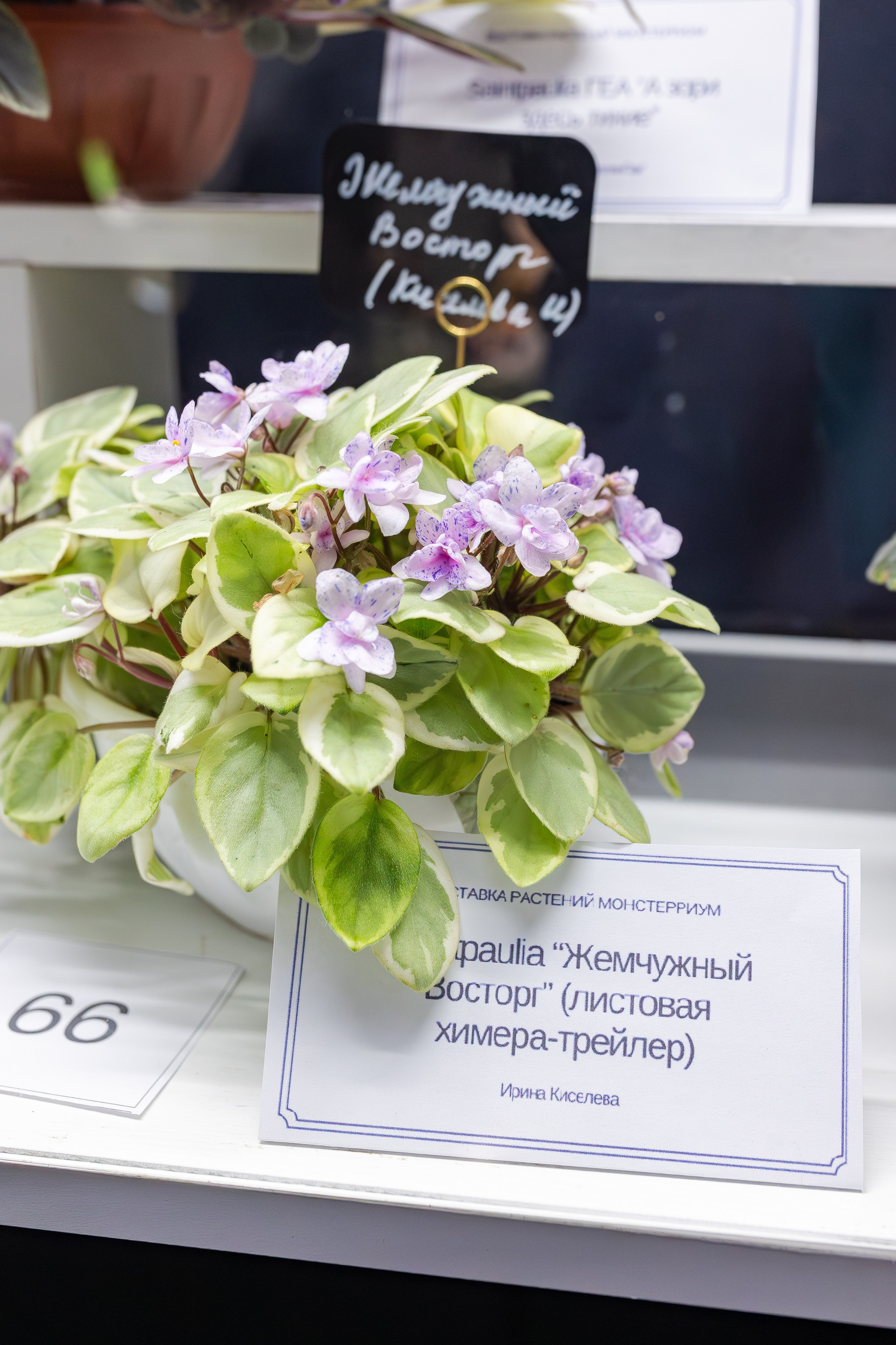 Монстериум апрель 2026. Александра Куликова фотограф, Москва