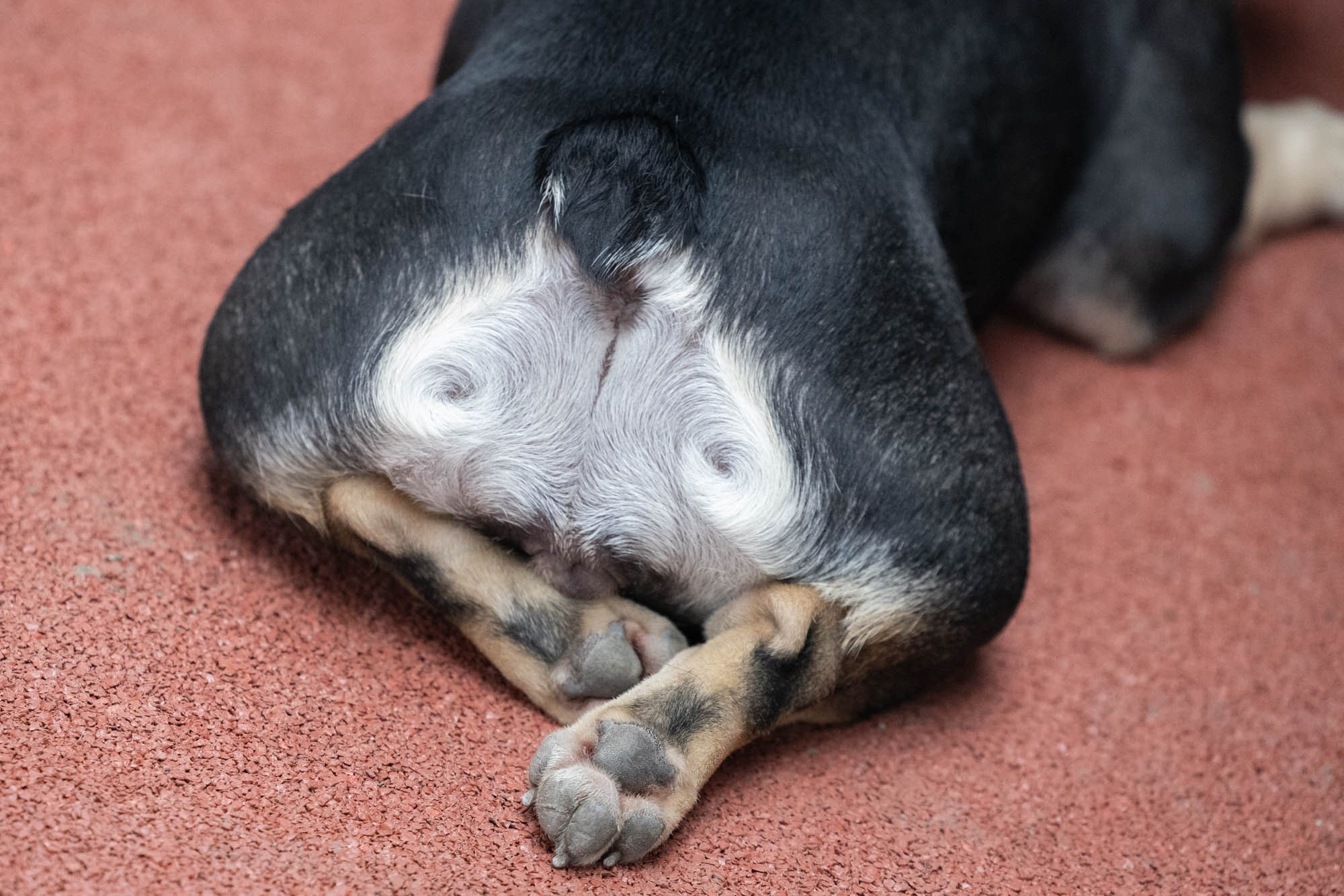 IDBC. Виктория Михайловская. Фотограф-анималист. Москва
