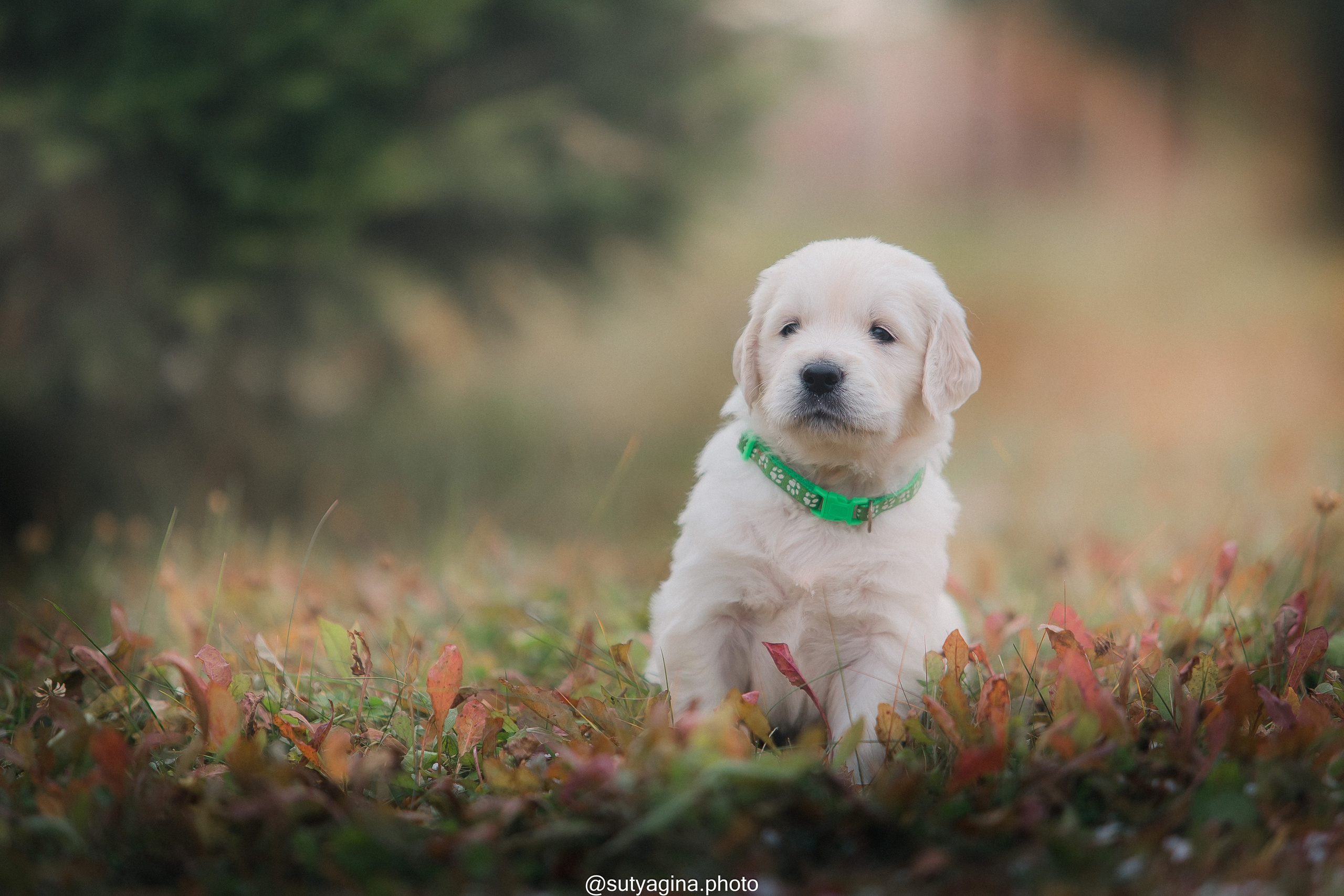 Зеленая лента. Свадебный и женский фотограф