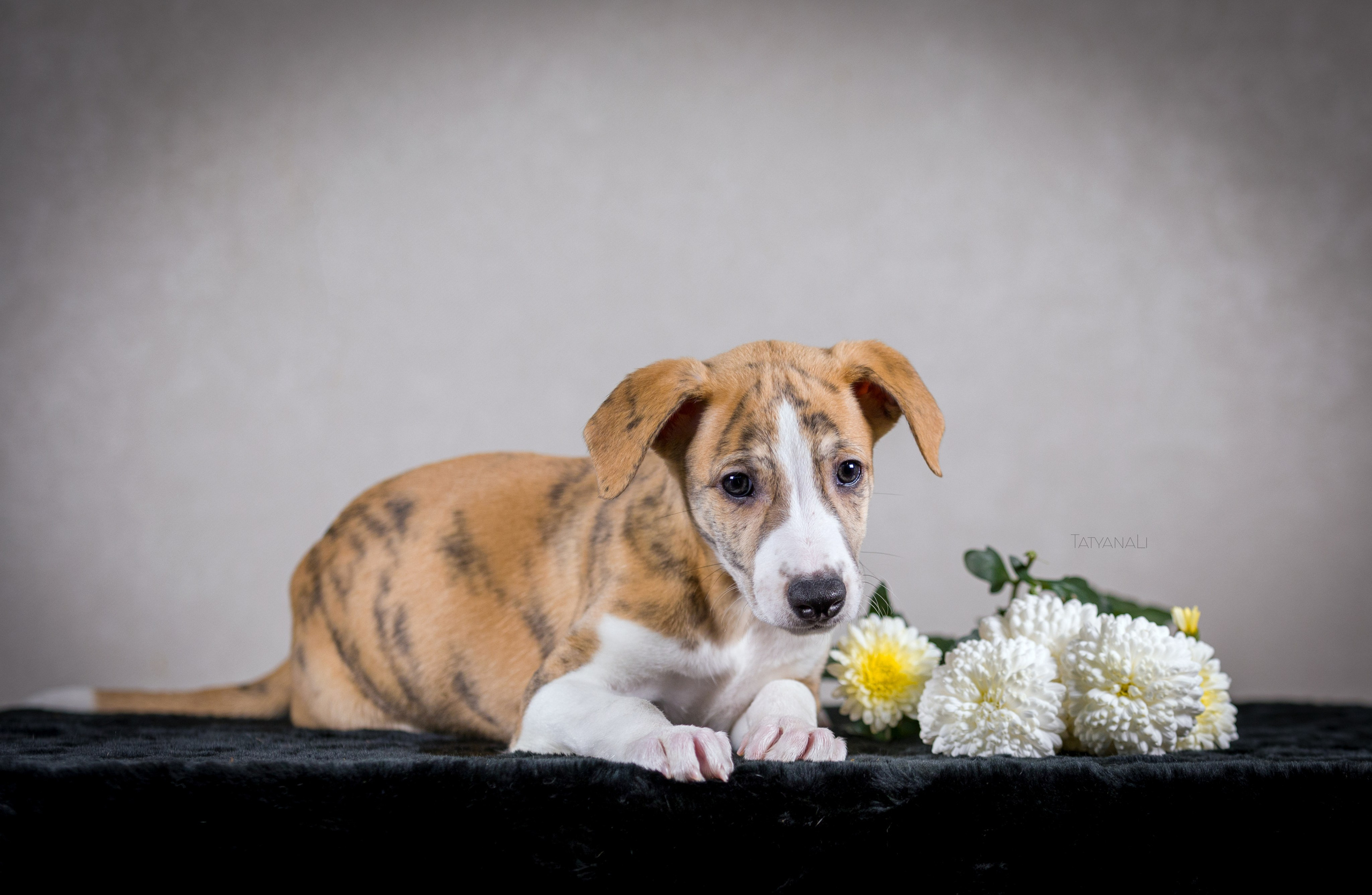 Уиппет. Фотограф — анималист Татьяна Ли