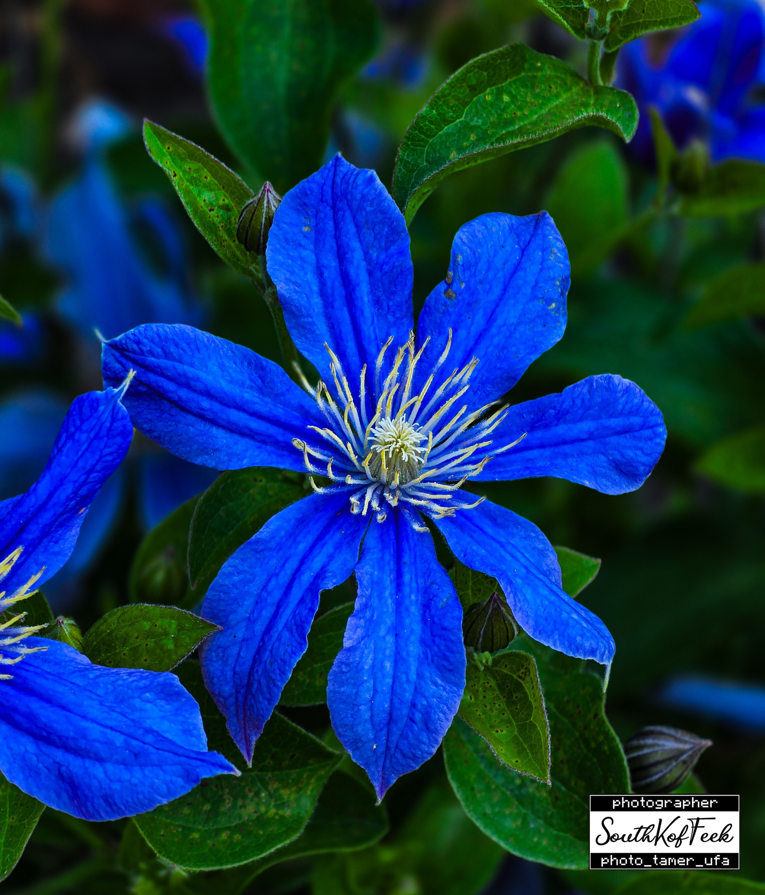 Цветы?. Photo Tamer Ufa