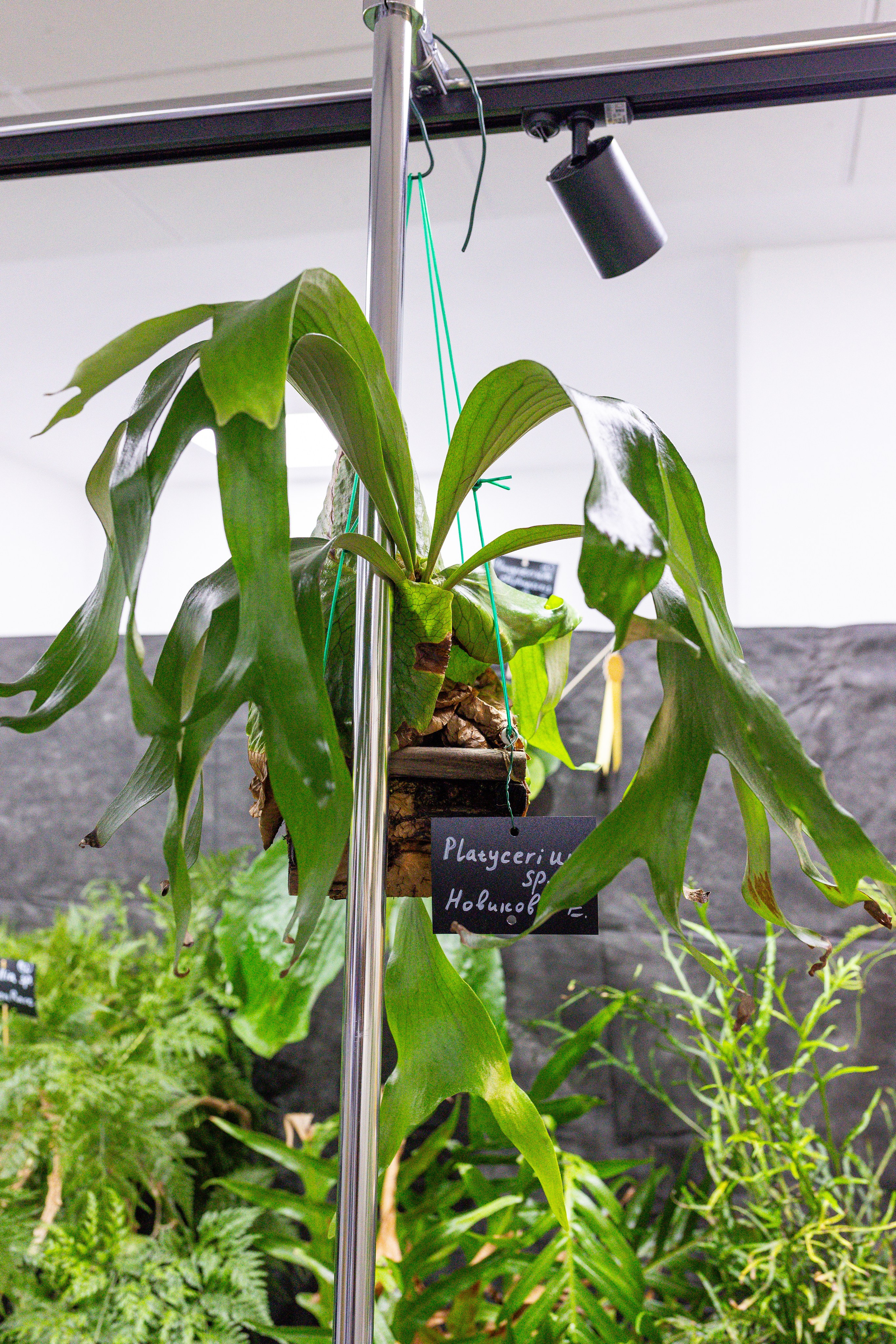 Монстериум апрель 2025. Александра Куликова фотограф, Москва