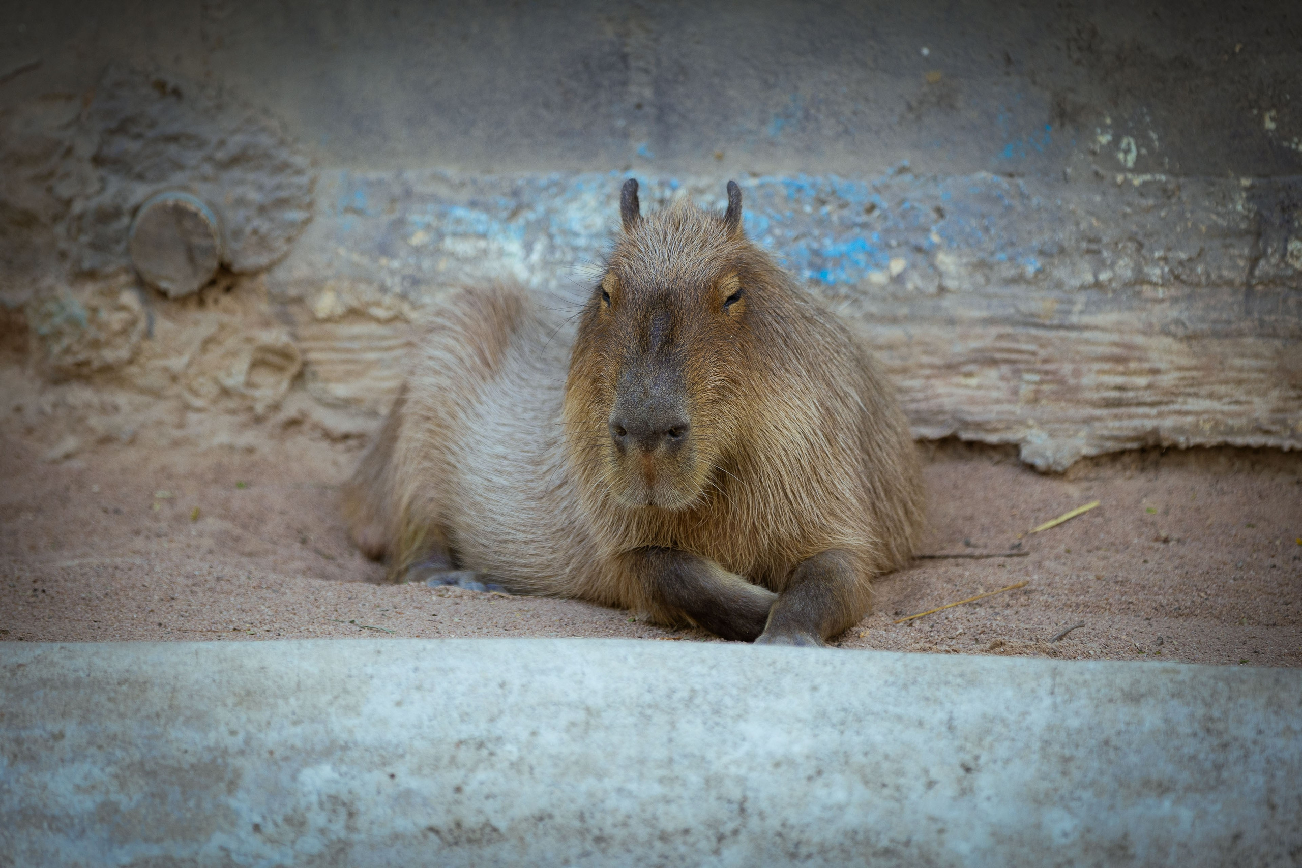 Таиланд (зима 2025). Фотограф Виноградов Константин