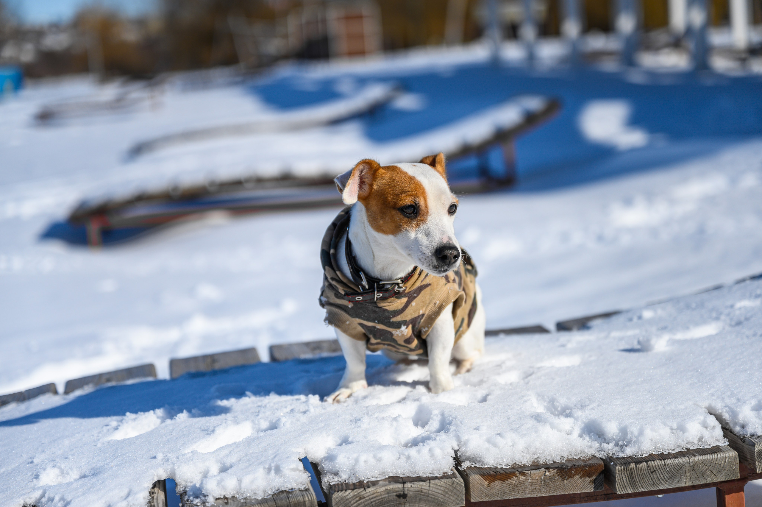 Джек Рассел. Bazarkom-photo.ru Фотограф Виктор Оськин в Старом Осколе