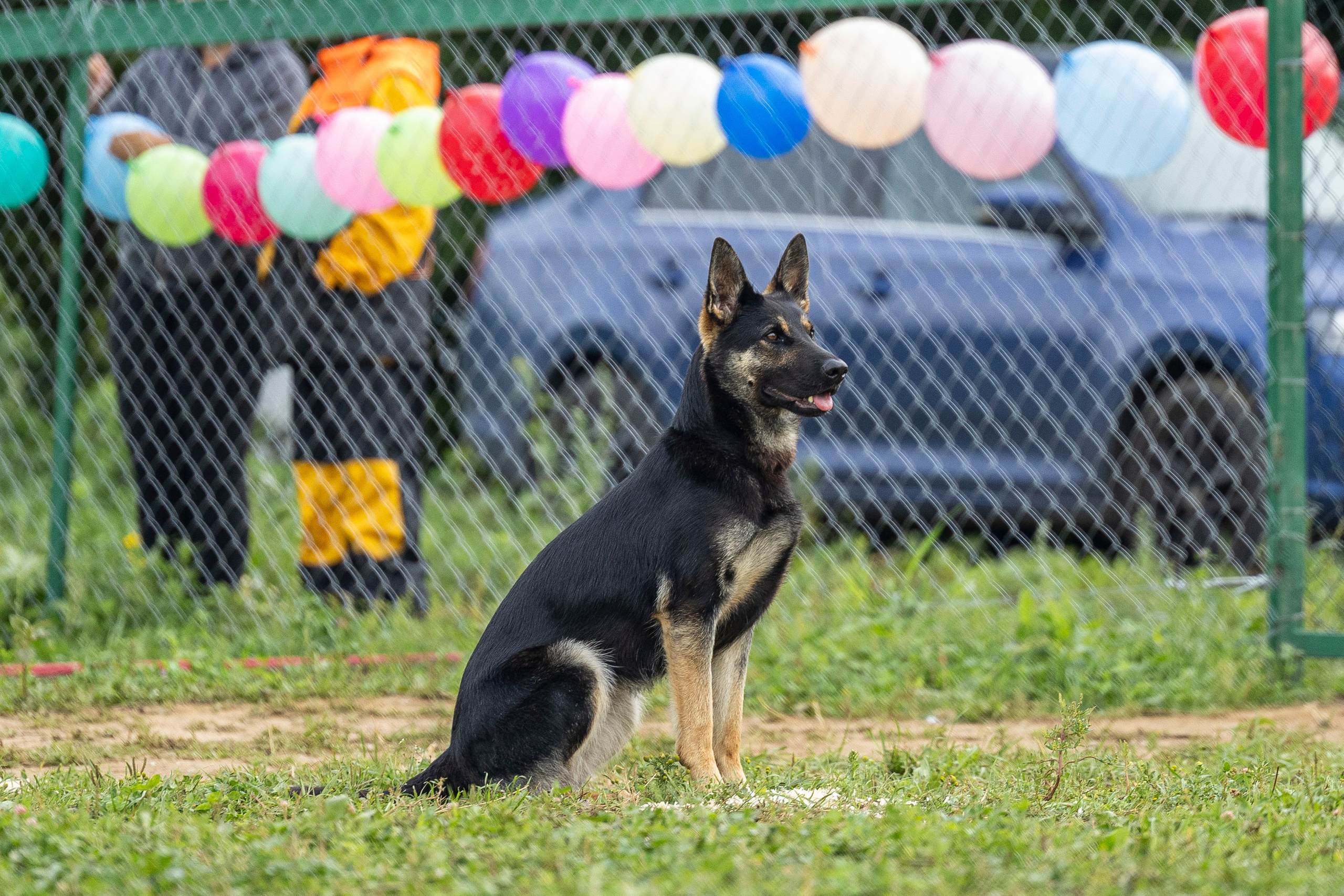 Соревнования по Мондьорингу г. Вологда 10-11.08.2024. Фотограф-анималист Анна Маринич