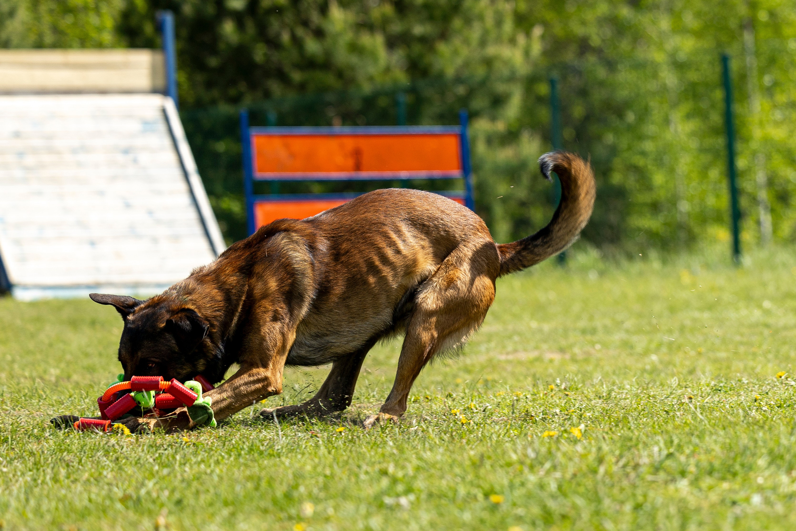 Испытания по мондьорингу в Нижнем Новгороде. Фотограф-анималист Анна Маринич