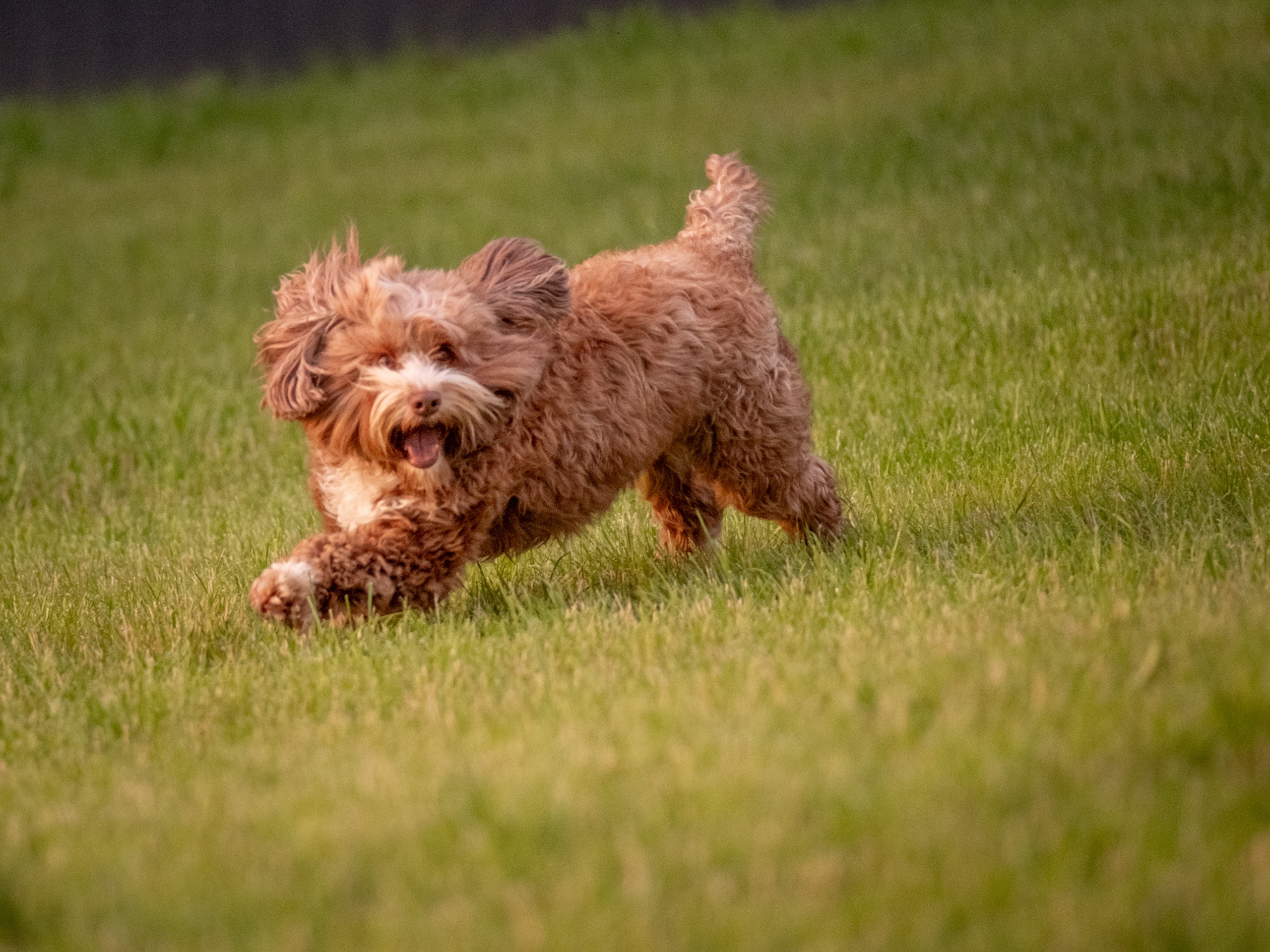 Неповторимые лабрадудли для Елены). Зоофотограф, фотограф животных в Москве и области Дина Дамоцева
