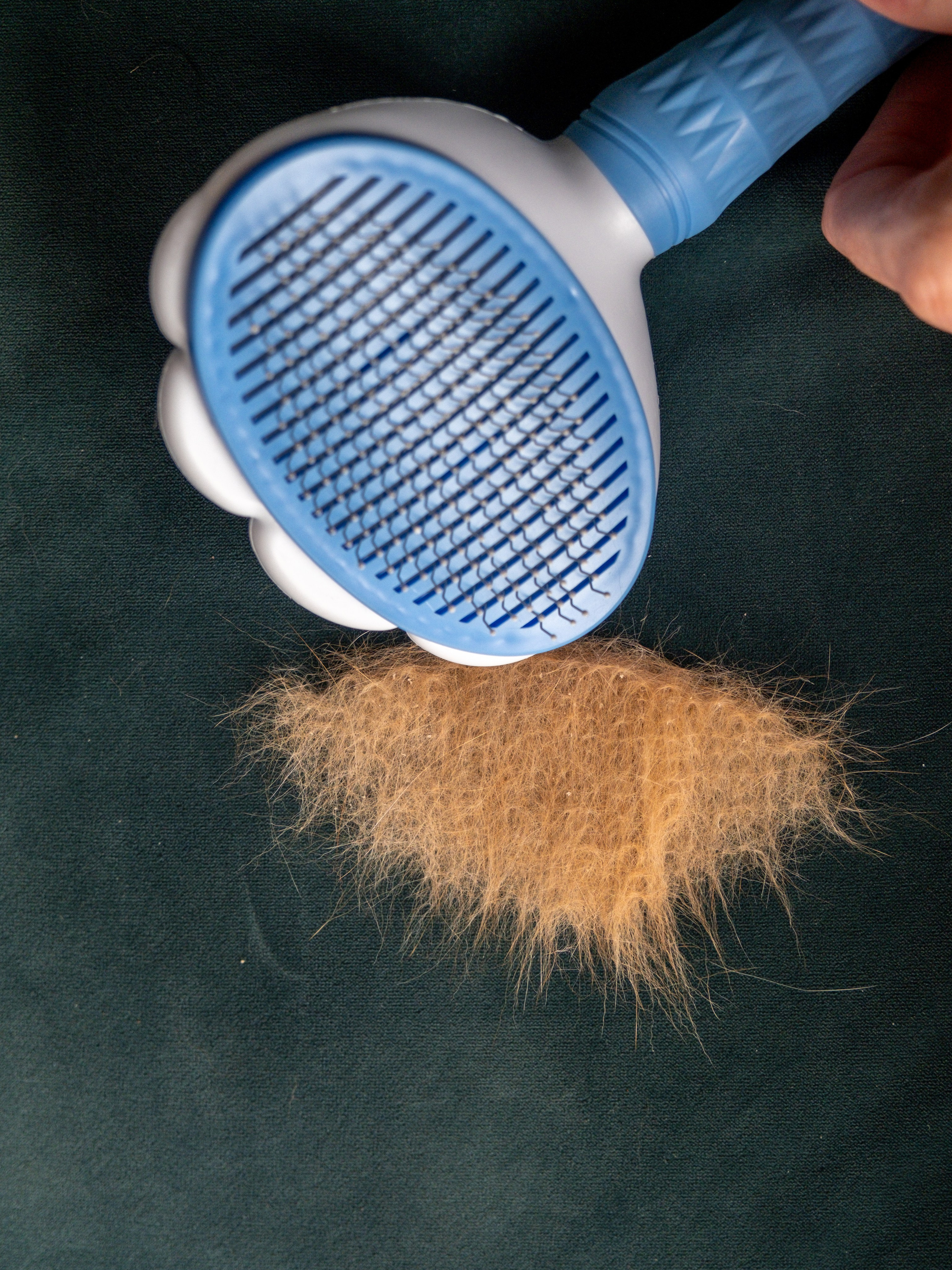 Пуходерка и ролик для очистки одежды для Александра!. Зоофотограф, фотограф животных в Москве и области Дина Дамоцева