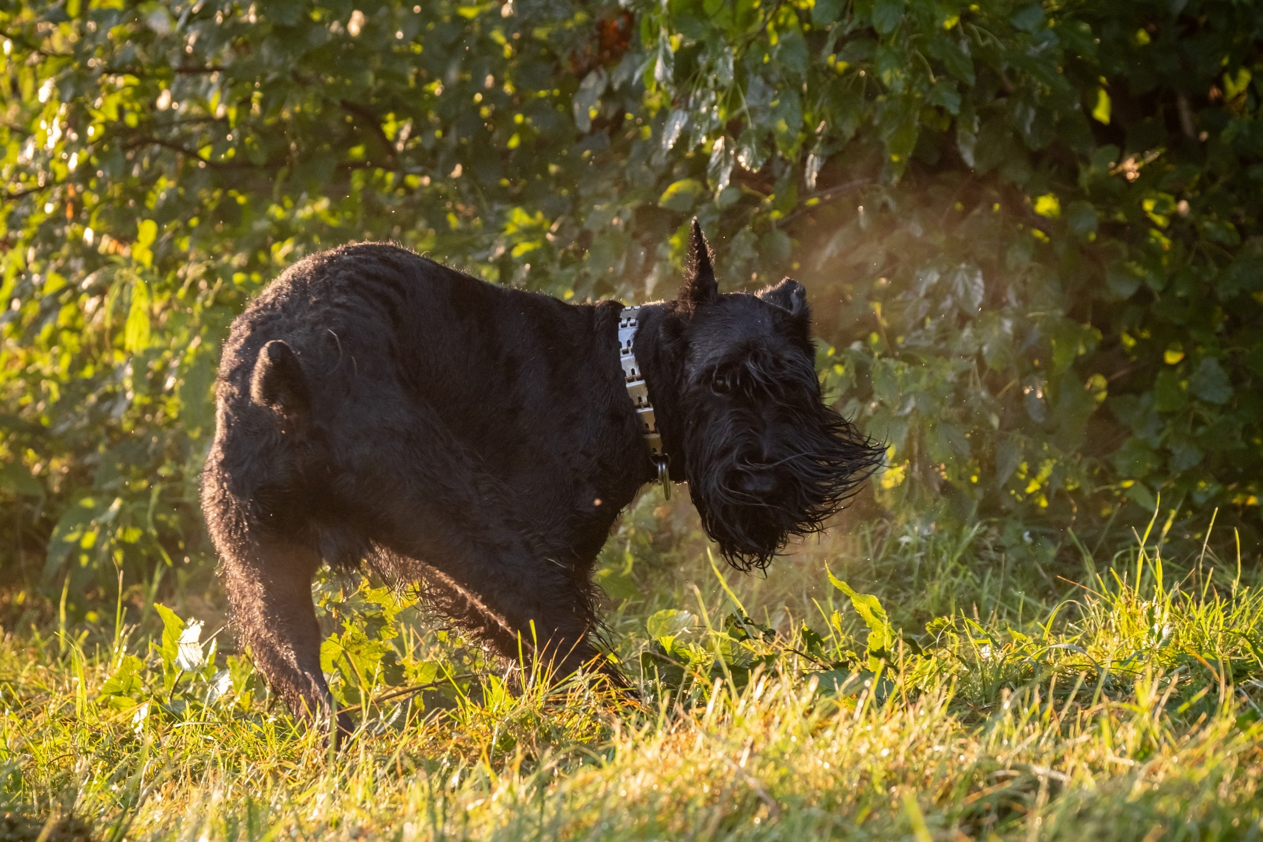 Прекрасная семья Ксении. Зоофотограф, фотограф животных в Москве и области Дина Дамоцева