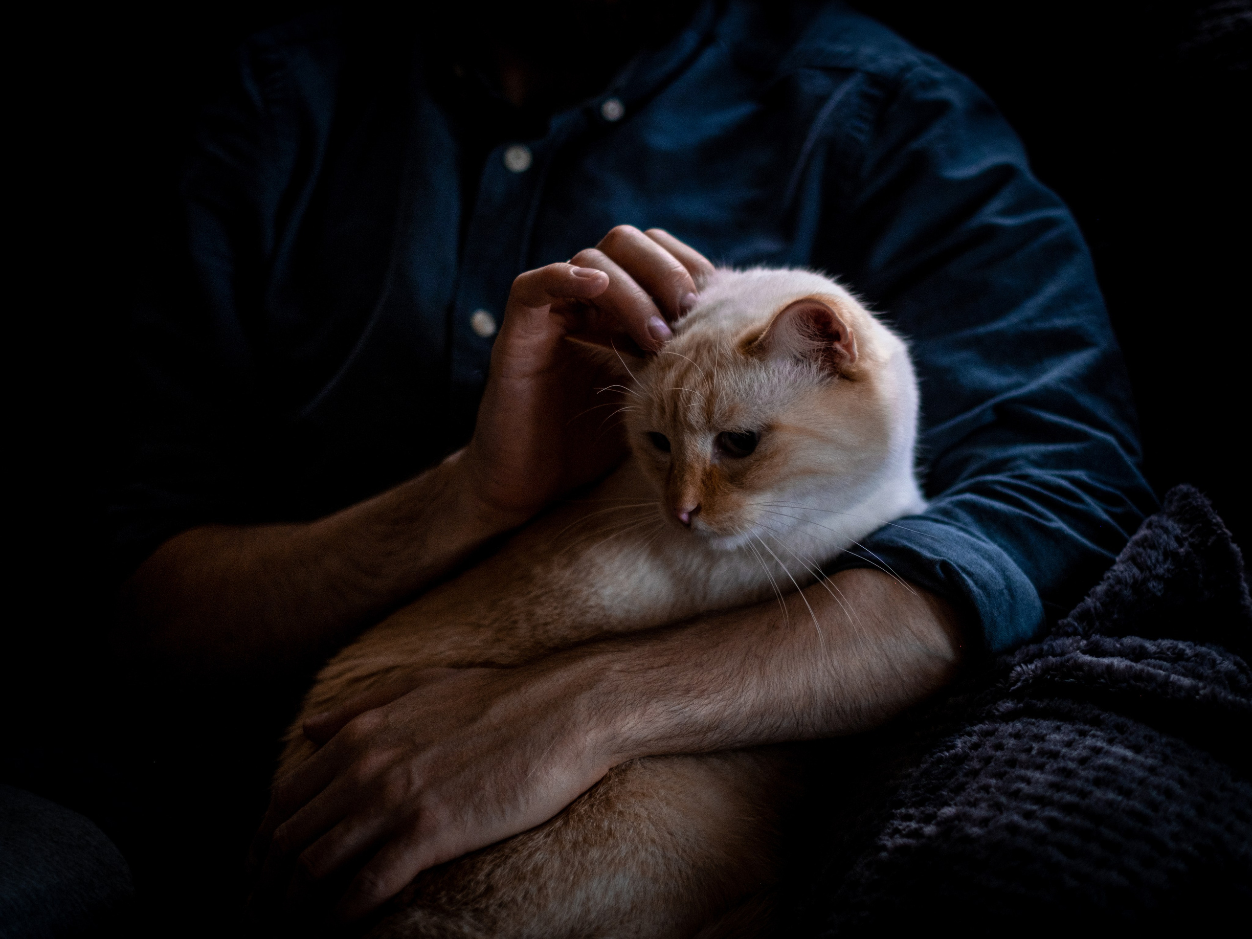 Нюша и Лучик для Антона!. Зоофотограф, фотограф животных в Москве и области Дина Дамоцева