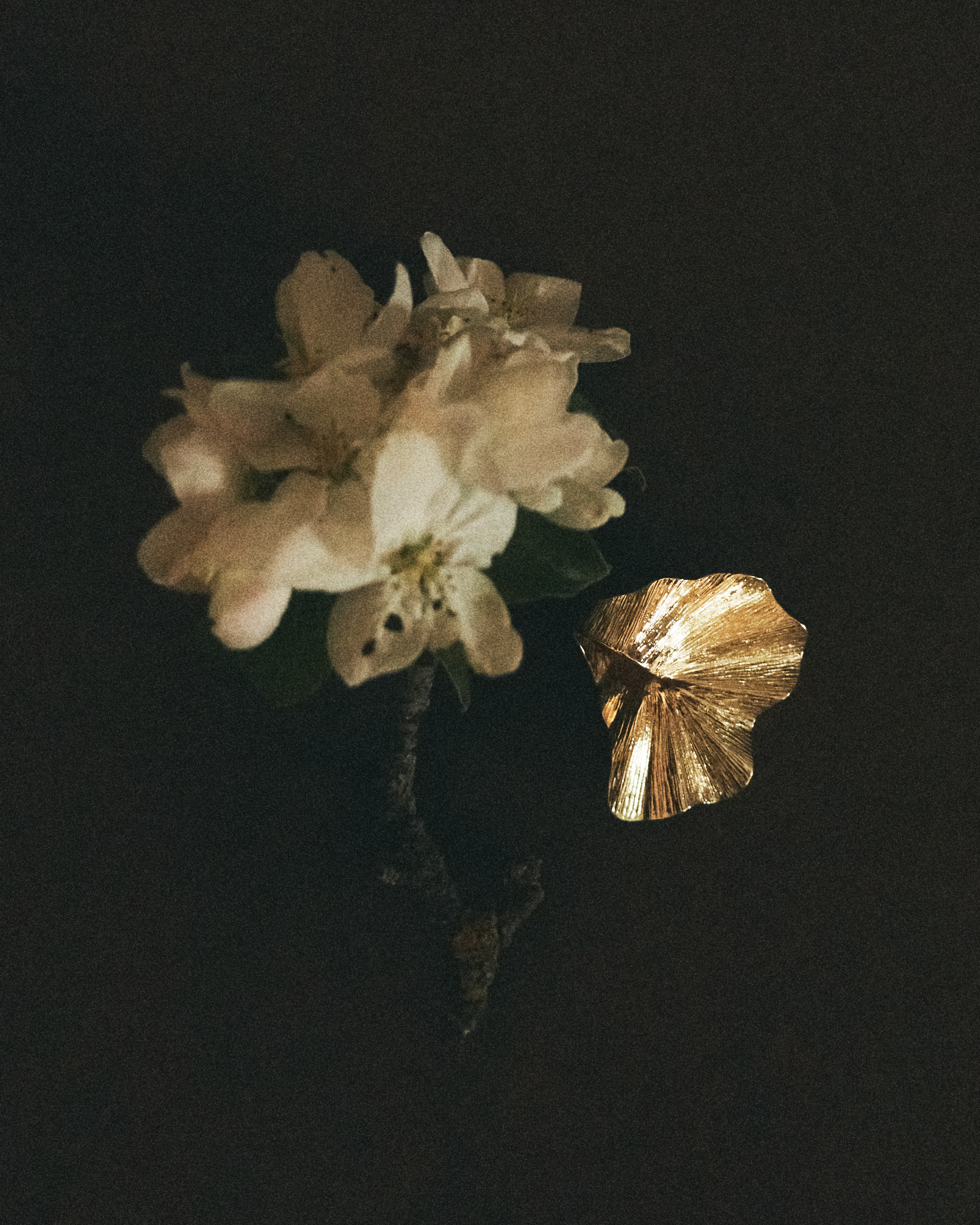 О предметах / still life. Коммерческий фотограф в Брянске Ольга Вороная
