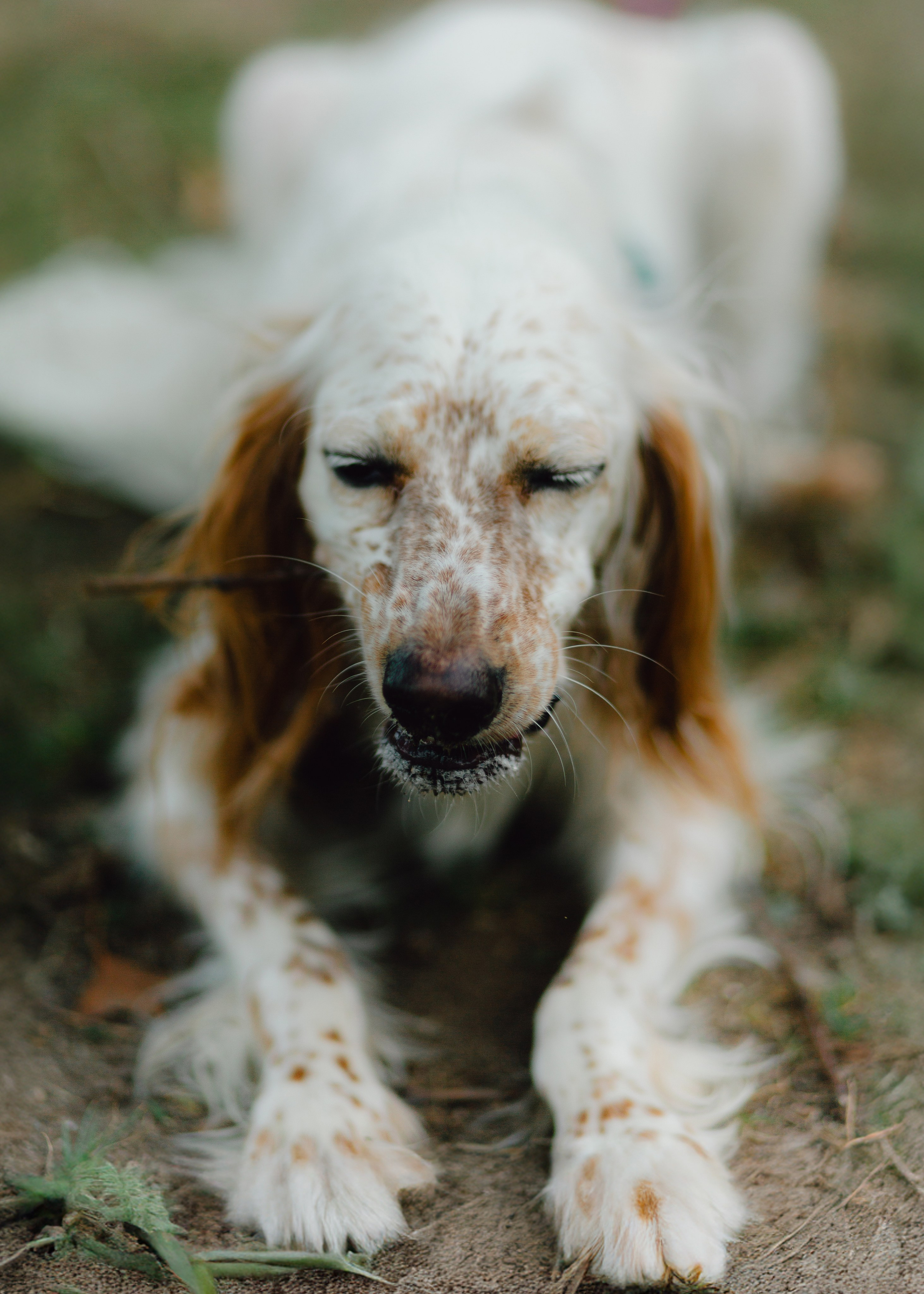 Pauline & Her Beloved Mañana. Barbara Isaeva