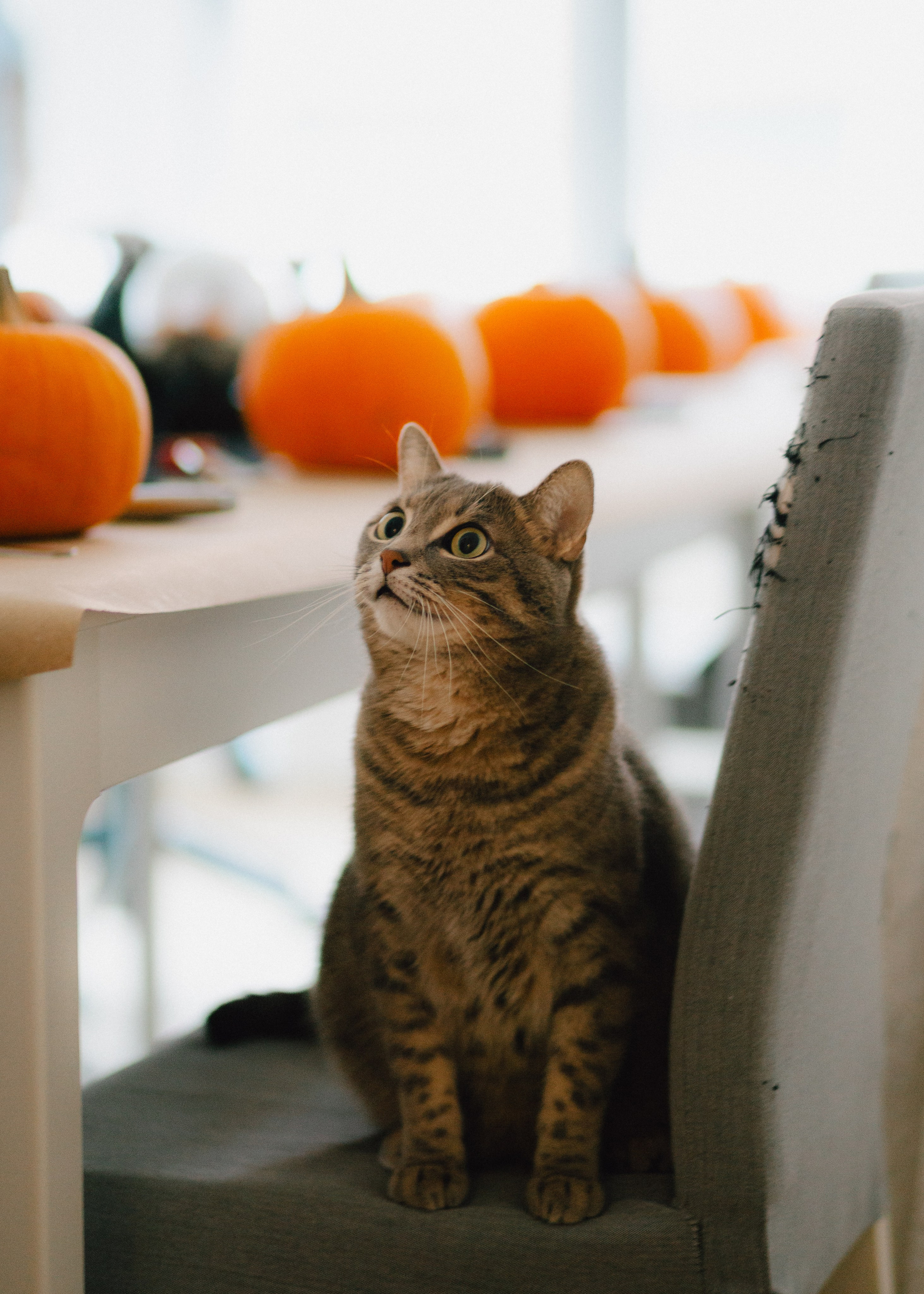 Pumpkin Workshop. Barbara Isaeva