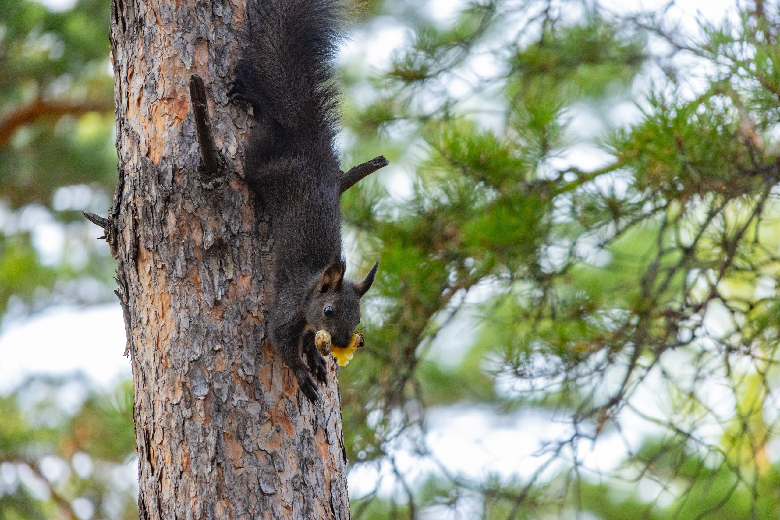 Улан-Удэ. Jean De Vivre Gallery