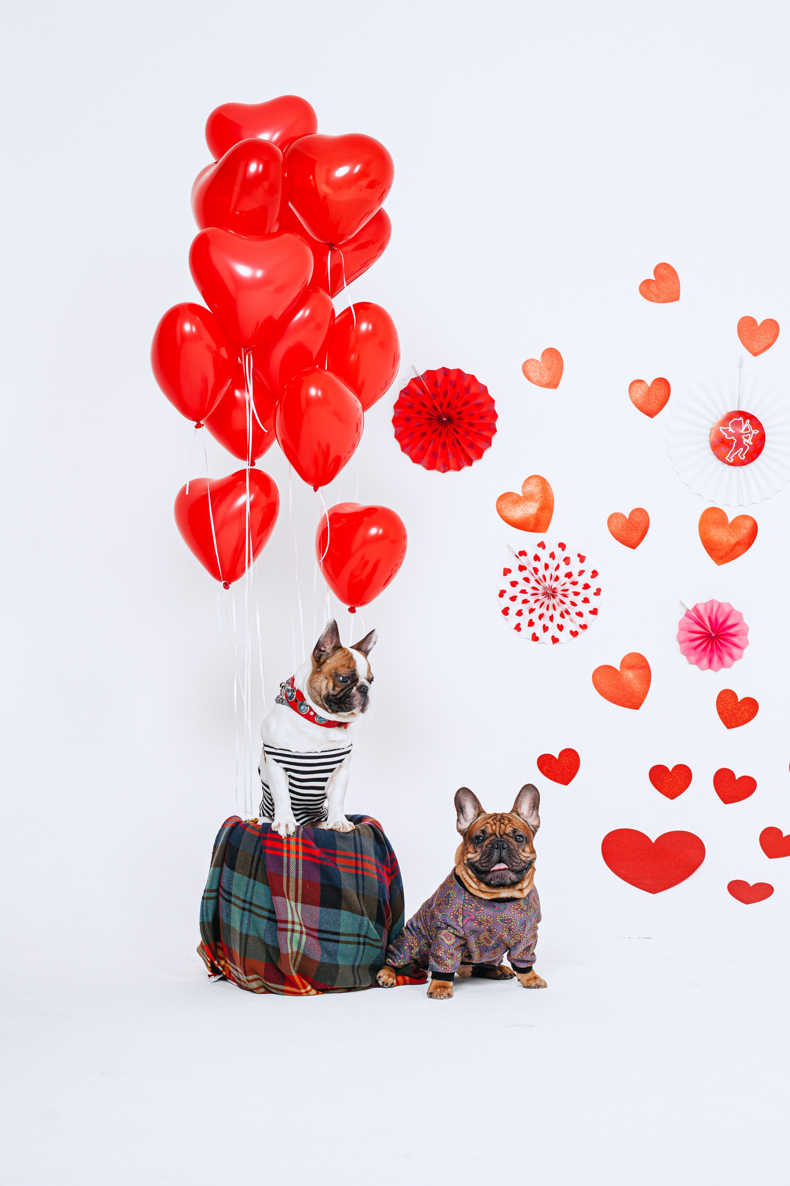 Пижамная вечеринка французских бульдогов и их хозяев. Фотограф-анималист Татьяна Степанова