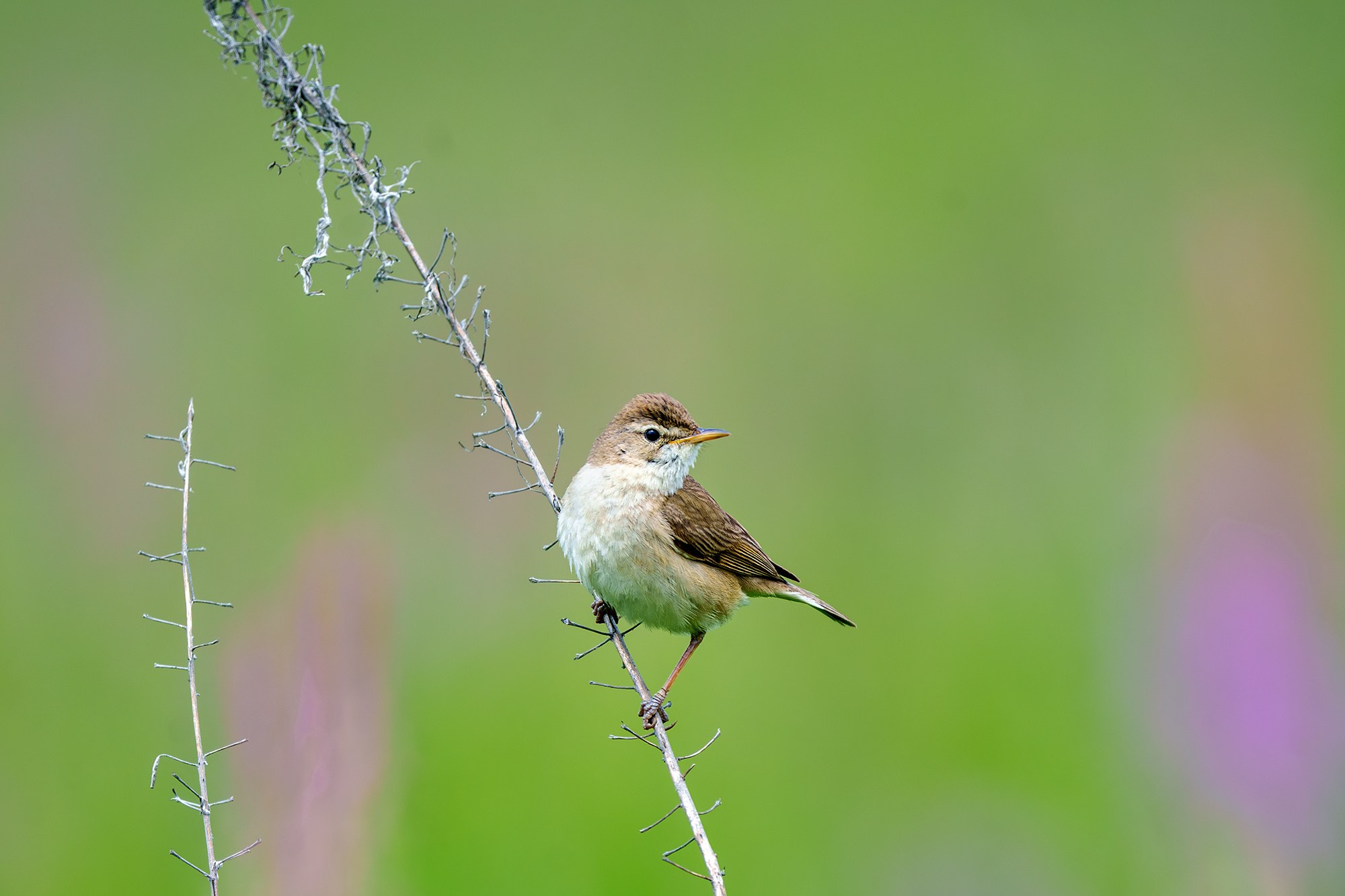 Удивительные мир птиц. Вокруг нас столько прекрасного — присмотритесь!. Ваш личный фотограф Марина Волкова