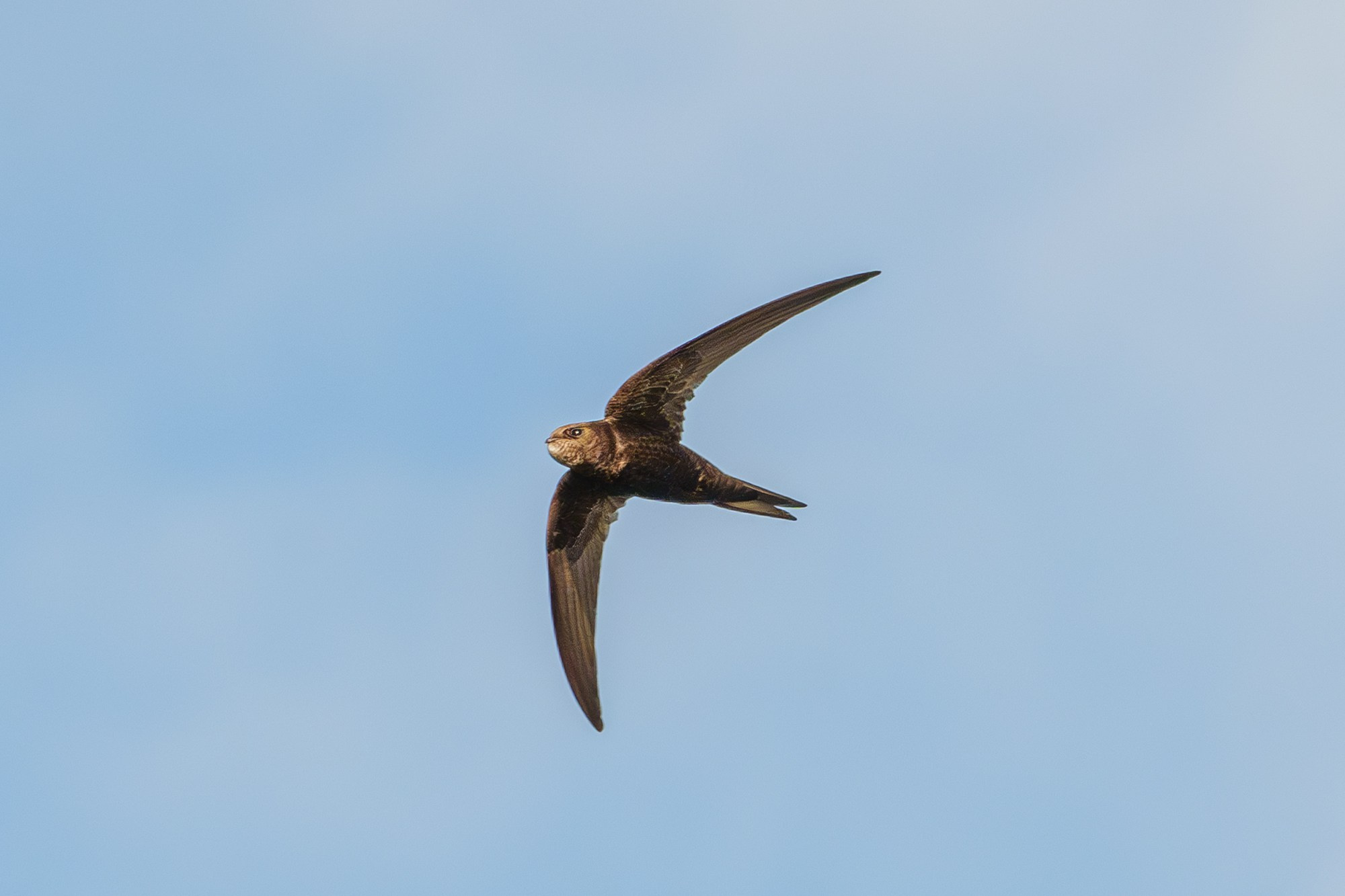 Удивительные мир птиц. Вокруг нас столько прекрасного — присмотритесь!. Ваш личный фотограф Марина Волкова