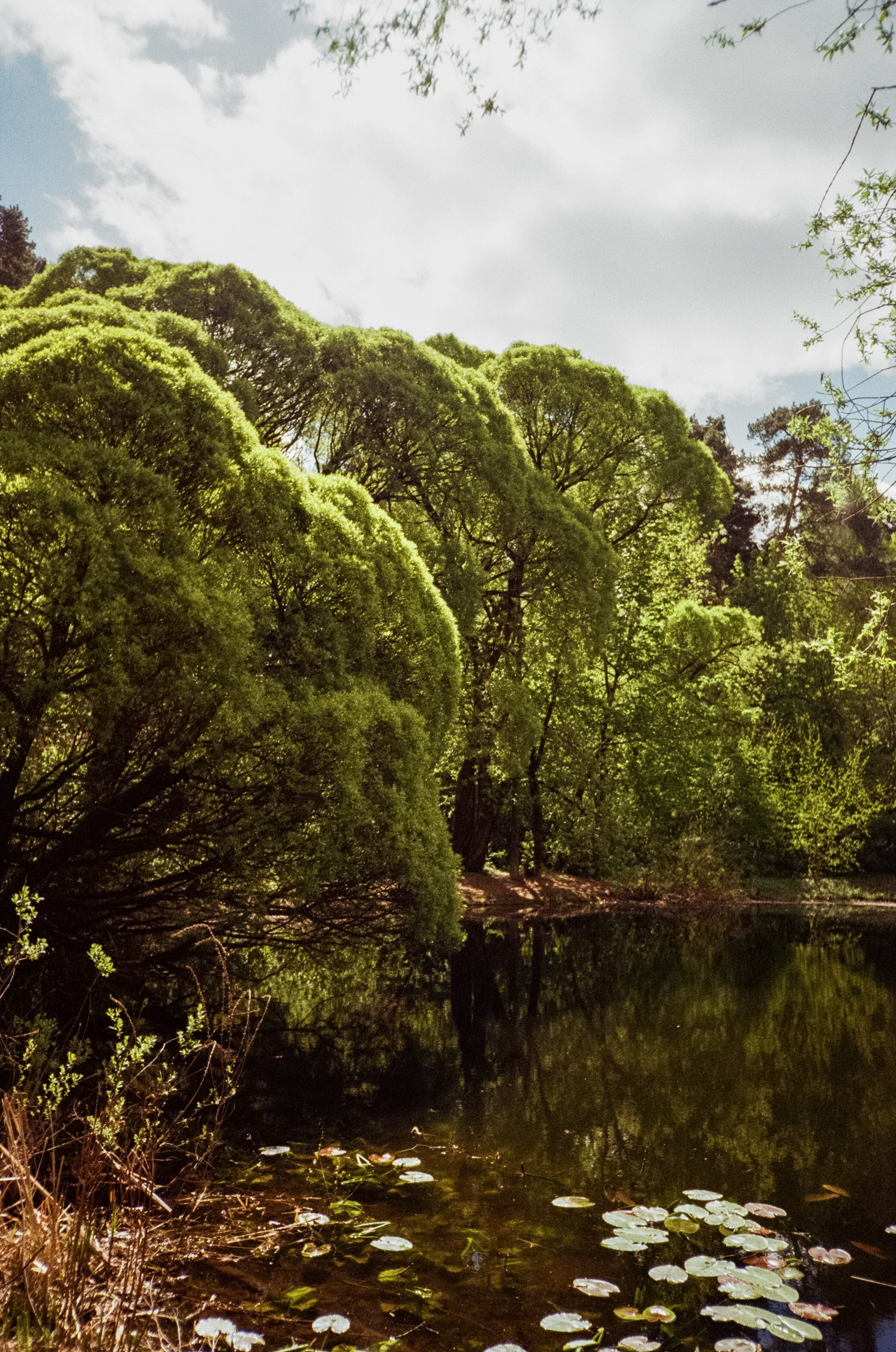 Ricoh R1 | Kodak ProImage 100 | 6 мая 2025 года СерБор