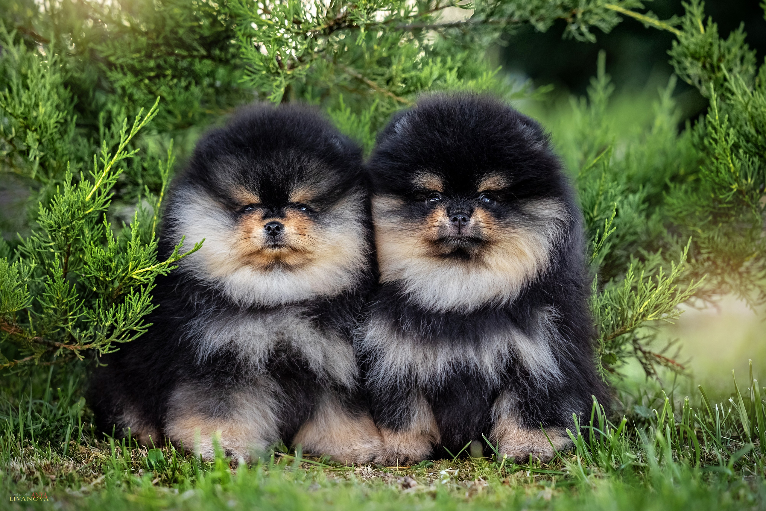 Шпцулики. Фотограф анималист Аня Ливанова | Рыбинск