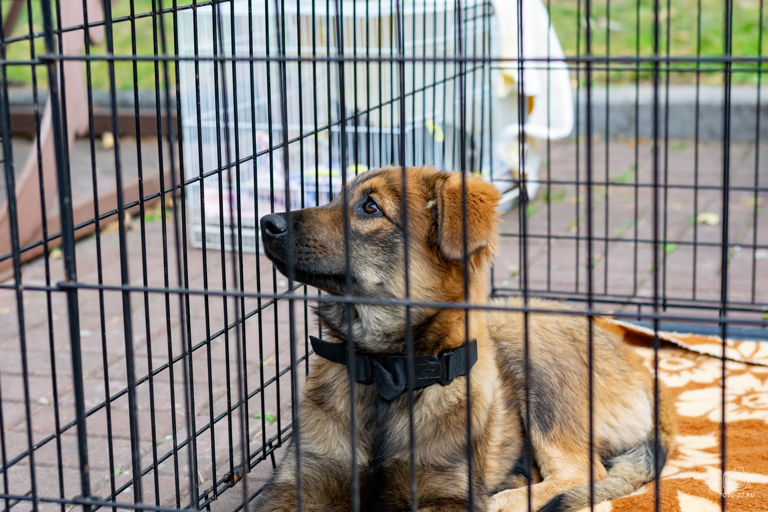 Антон Курдюмов фотограф в Хабаровске Рина Курдюмова фото27 foto27 Антон Дорофеев репортажный репортаж документалист Тони и Рина фотосоздатели Международный фестиваль Рок в защиту животных Хабаровск